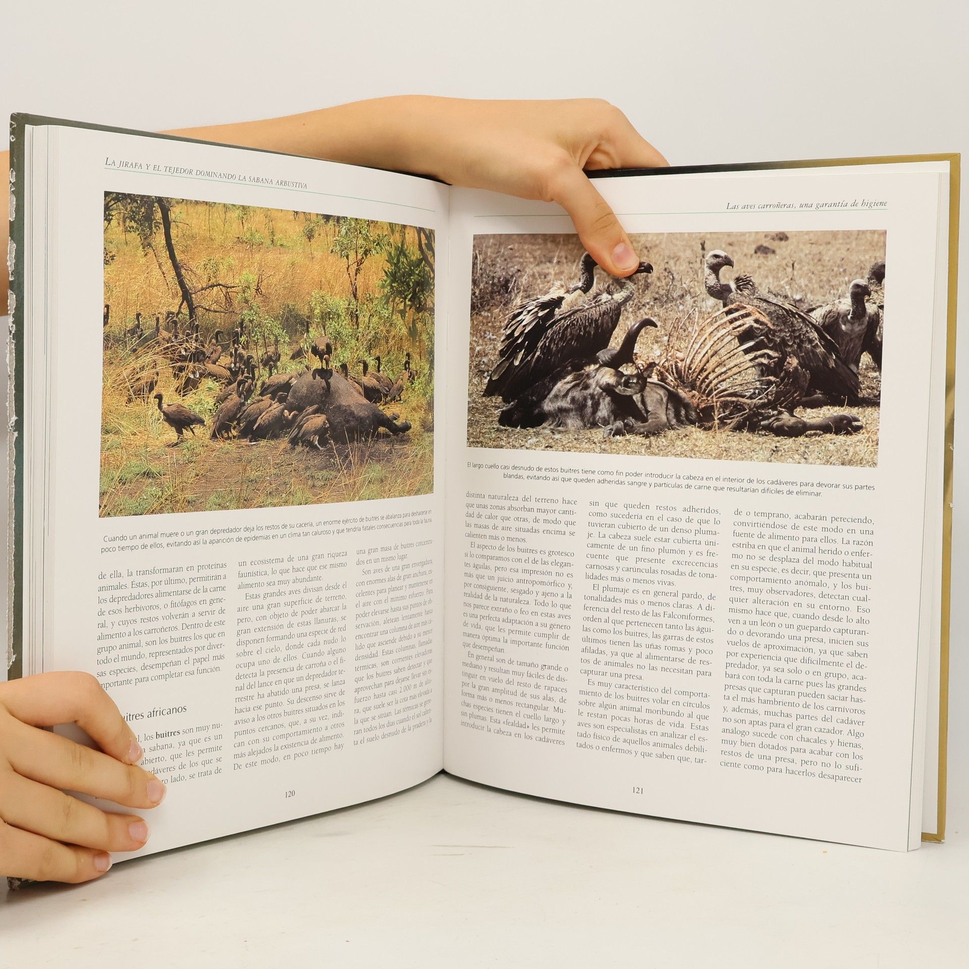 Various authors Los animales
