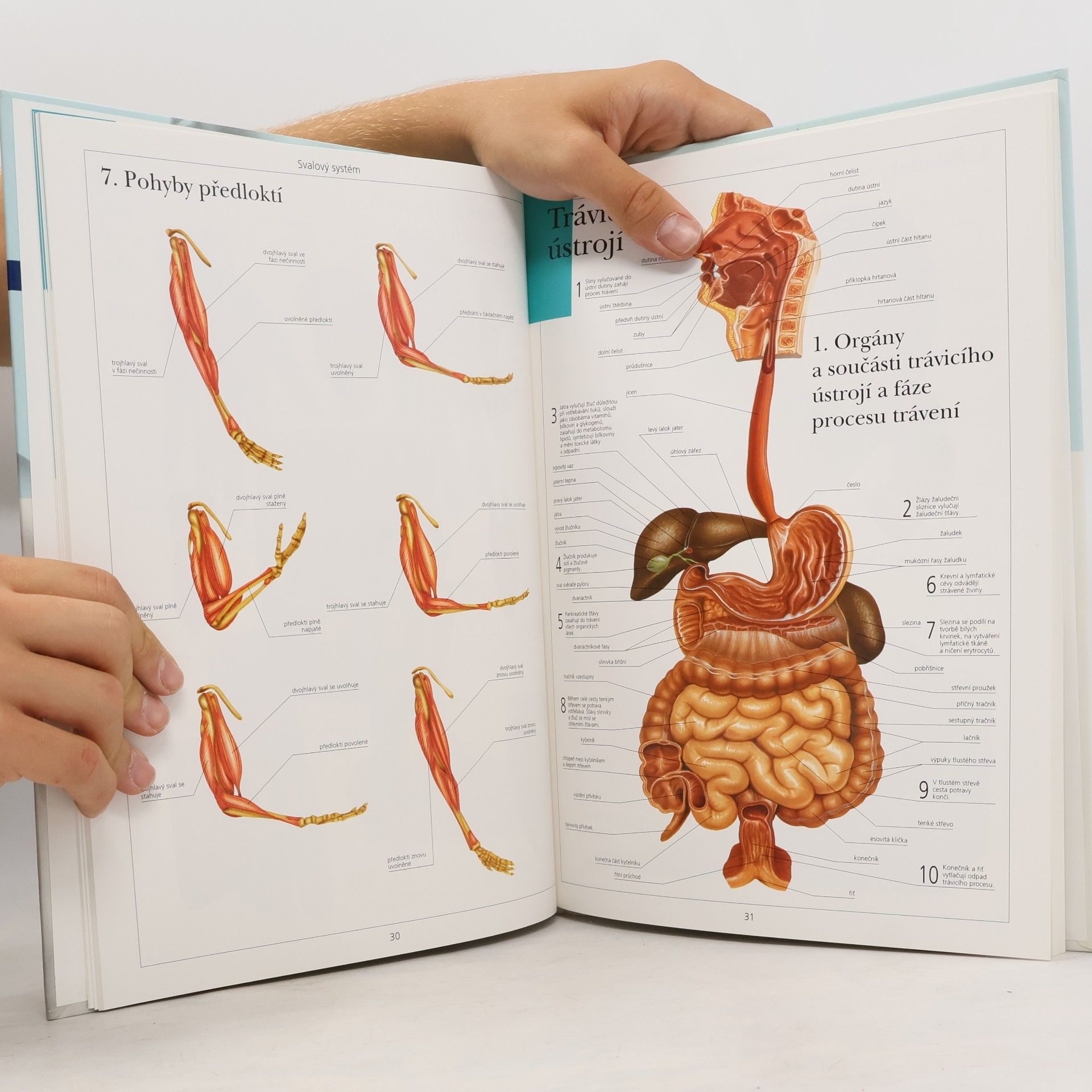 Magdalena Pechová Atlas anatomie