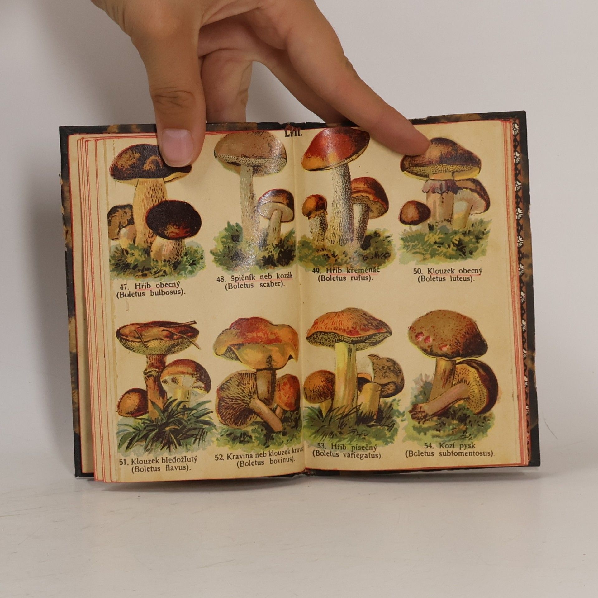 Autorenkollektiv Kapesní atlas. Houby jedlé
