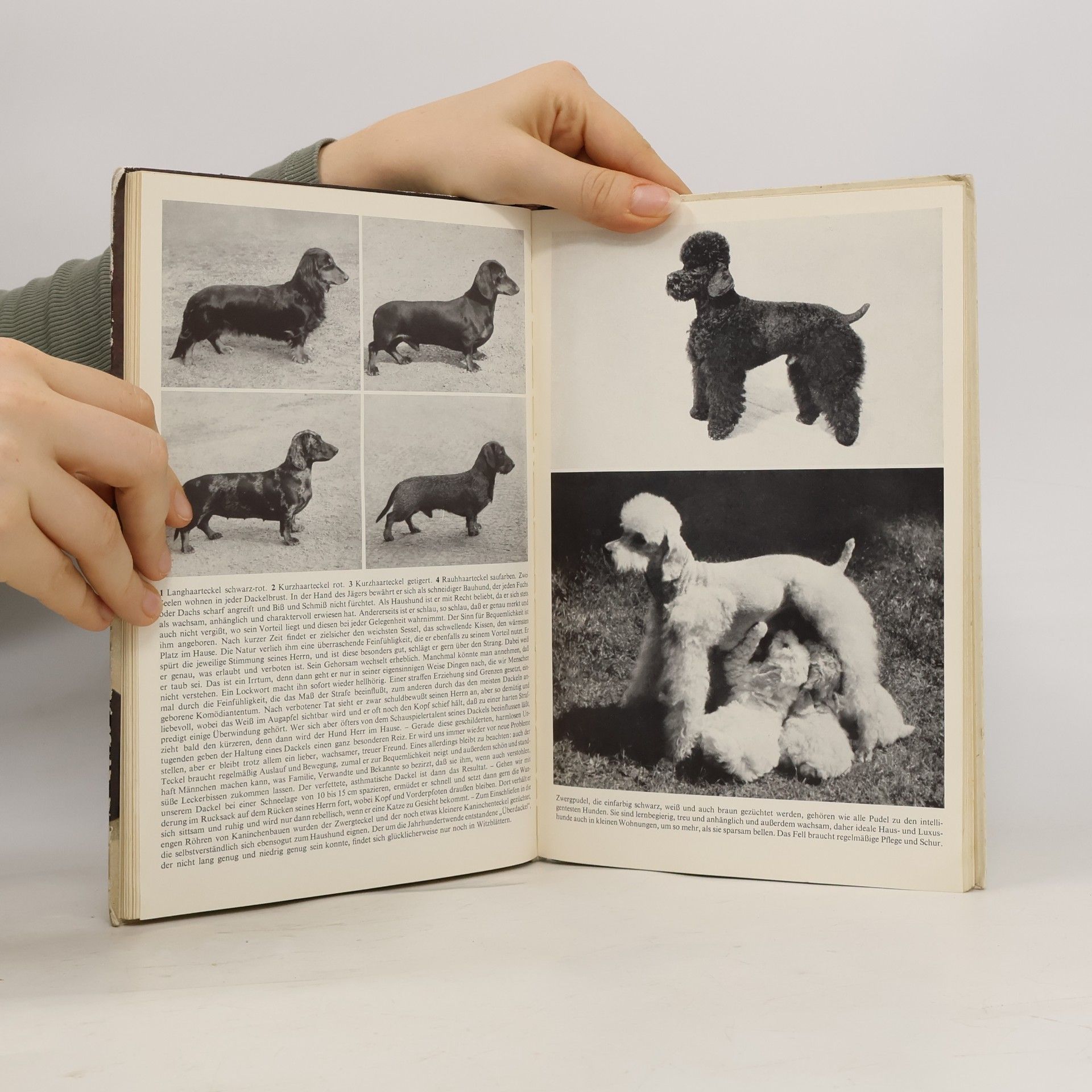 Manfred Koch 400 Ratschläge für den Hundefreund