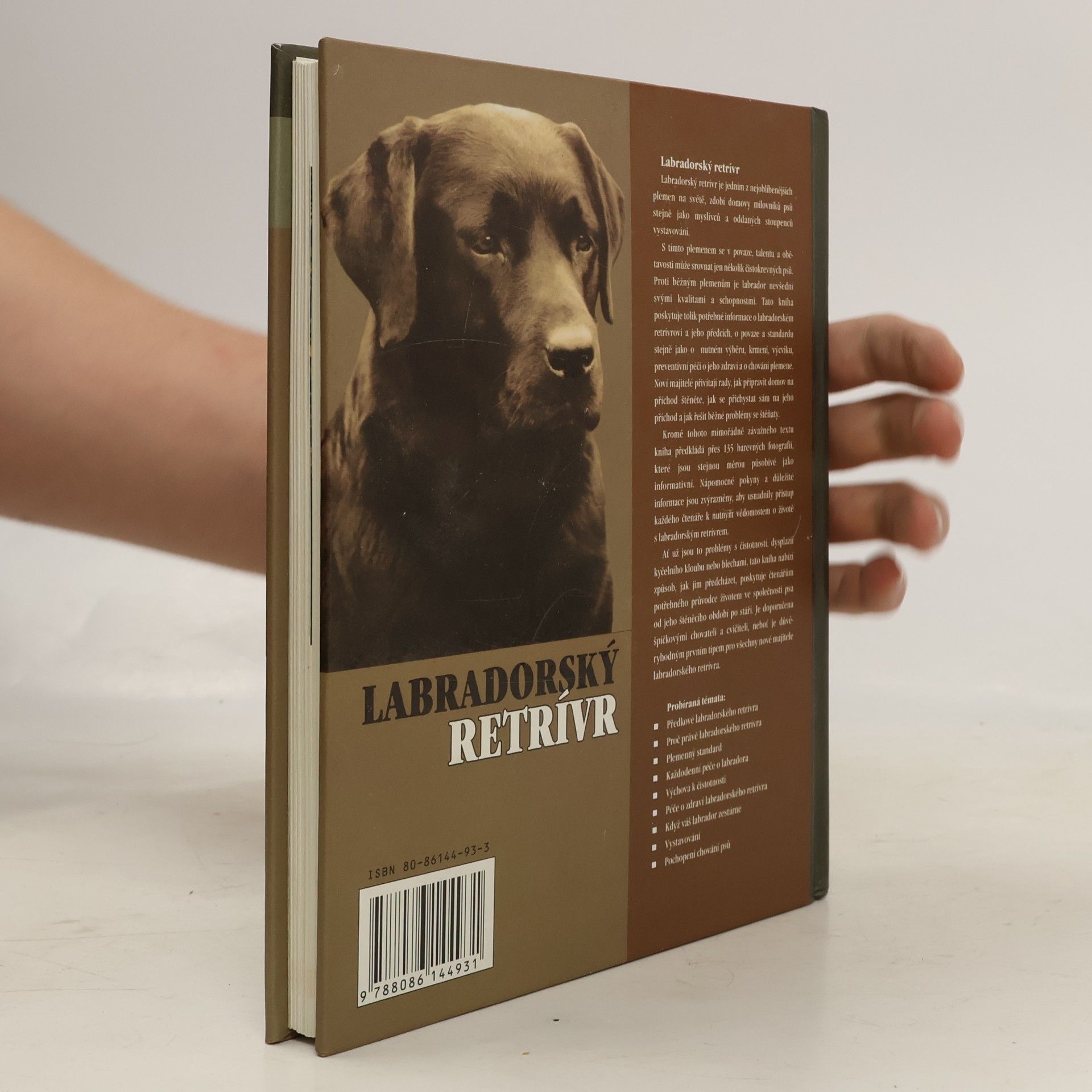 Bernard Duke Labradorský retrívr