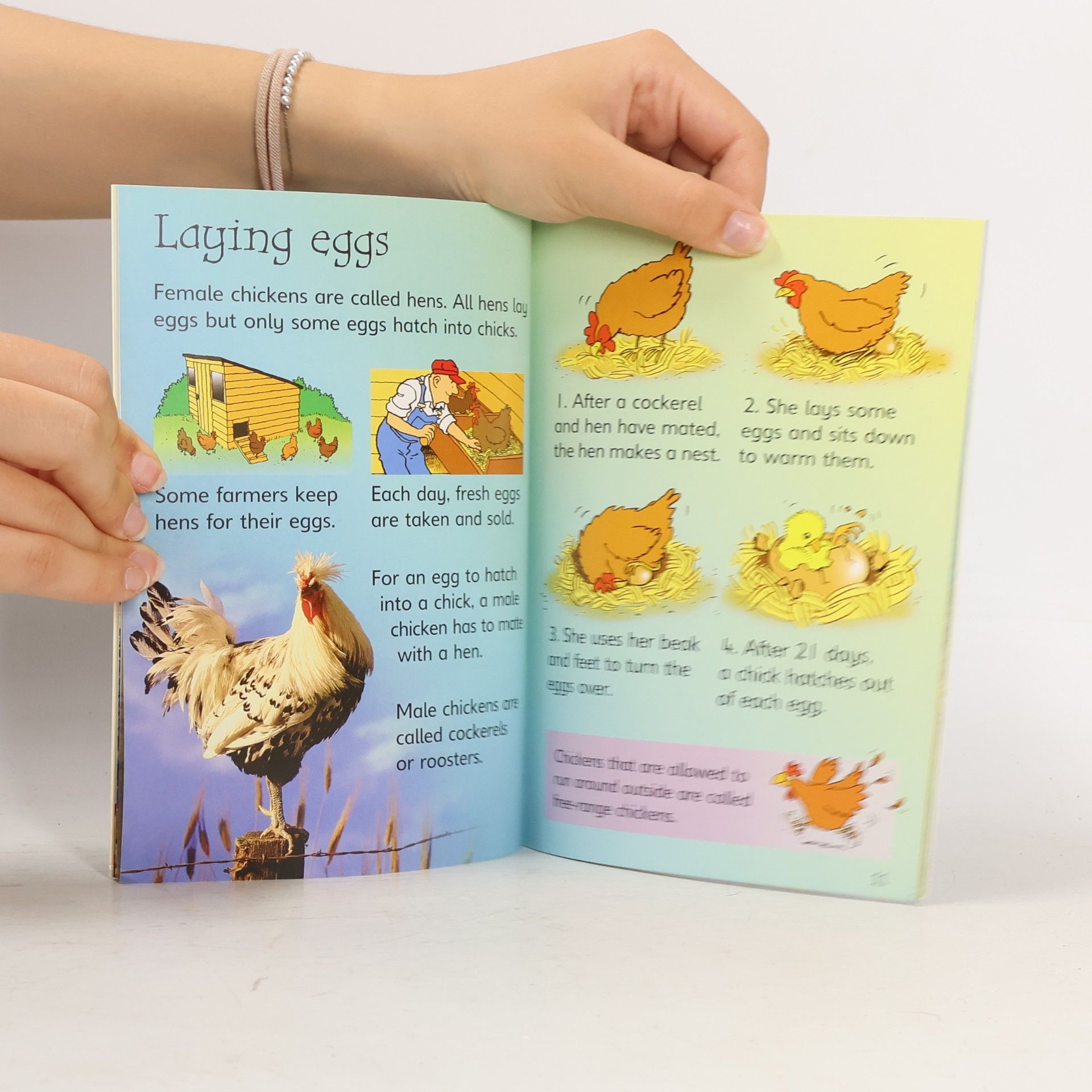 Katie Daynes Farm Animals