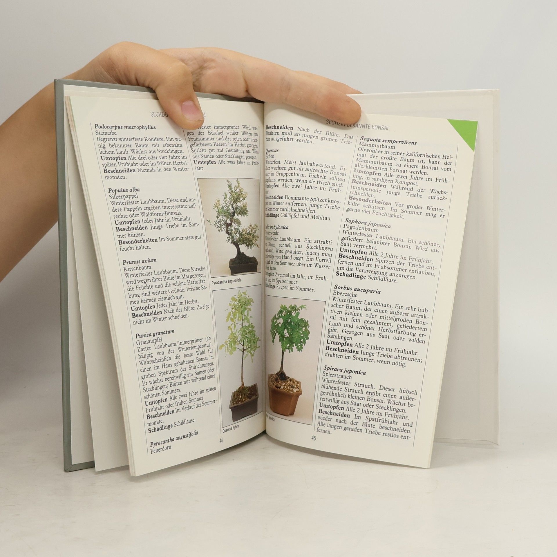 Anne Swinton Bonsai