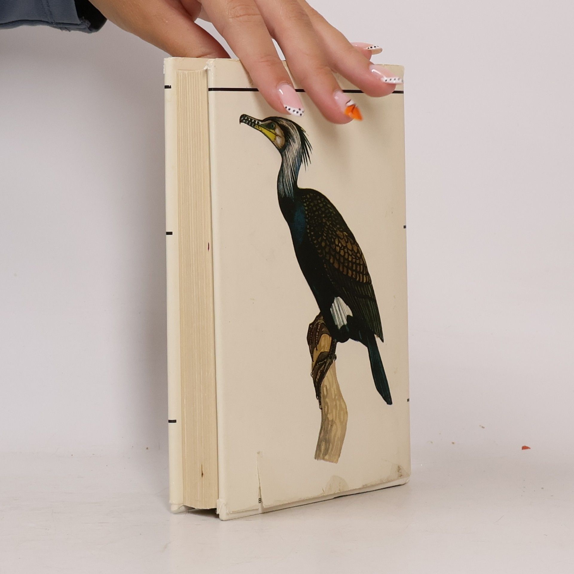 Kolektiv autorů Spotting Birds: A Pocket Guide, 109 Illustrations in Full Colour