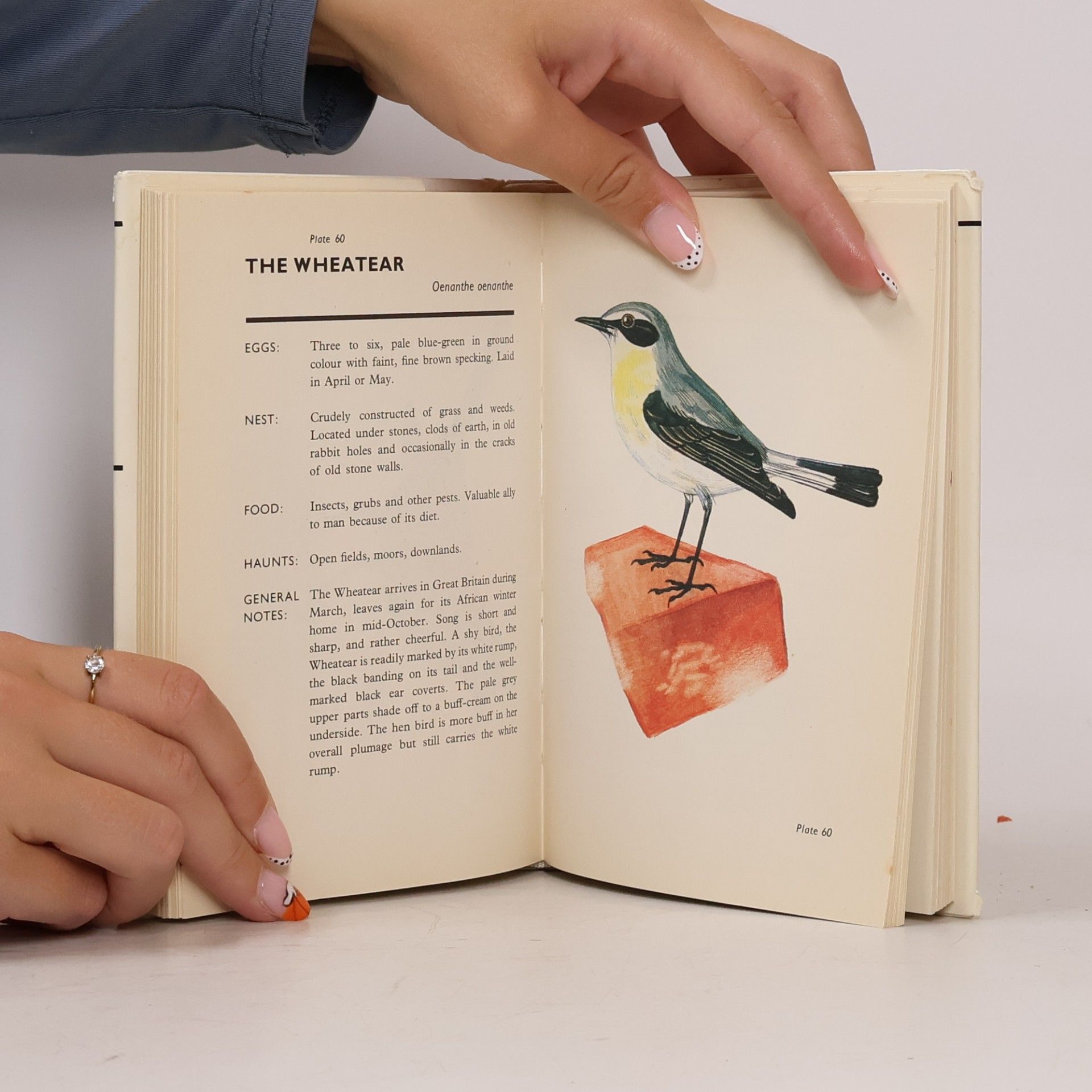 Kolektiv autorů Spotting Birds: A Pocket Guide, 109 Illustrations in Full Colour