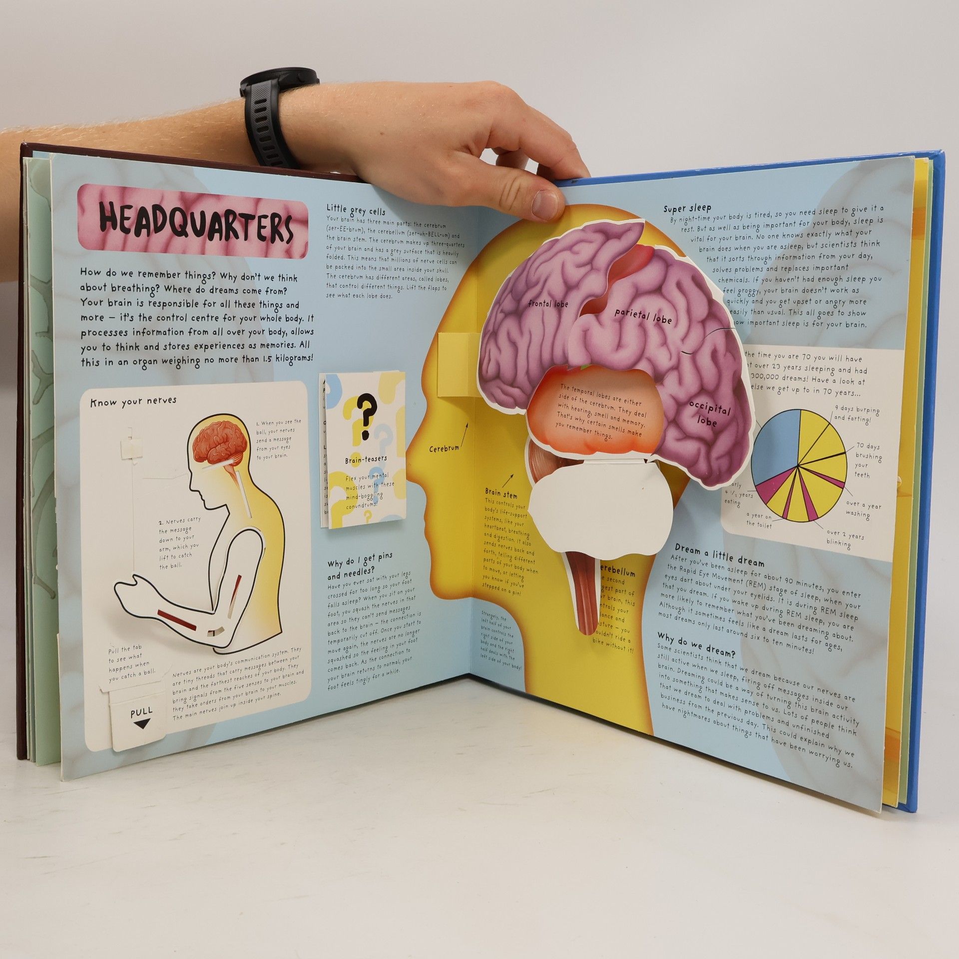 Richard Dungworth Pop-Up Facts: Human Body