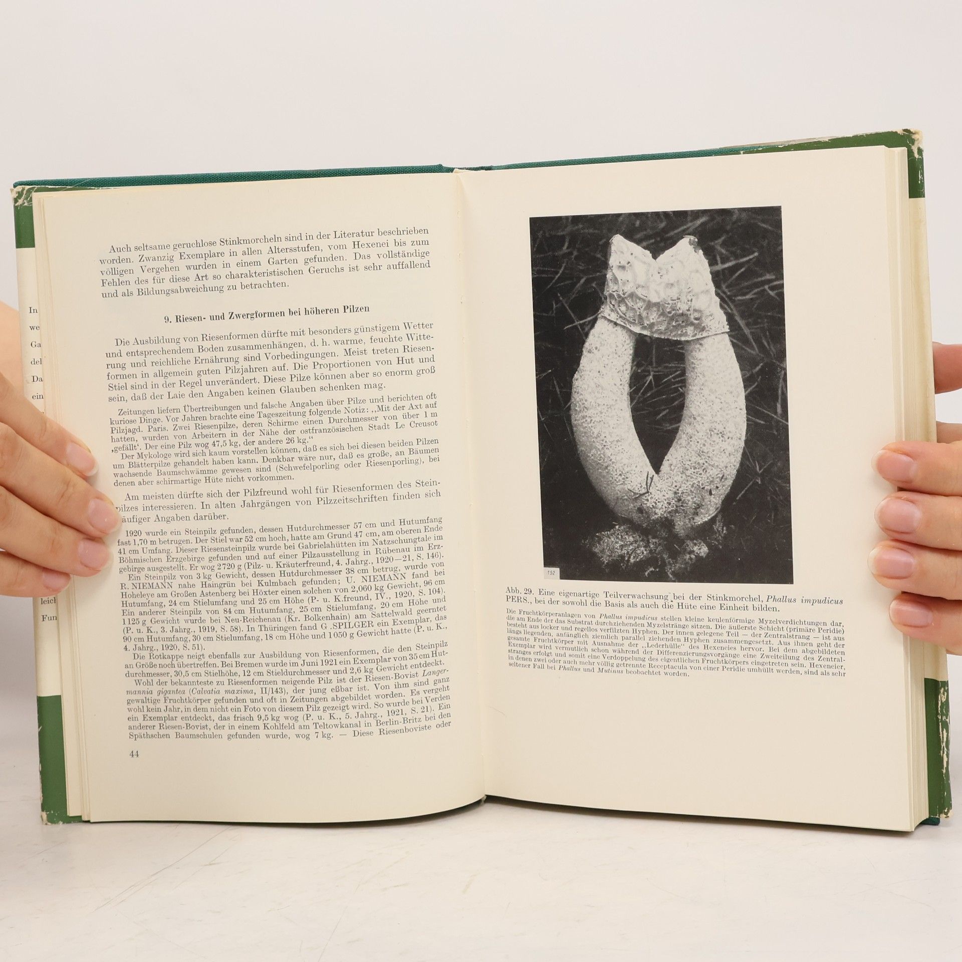 Autorenkollektiv Handbuch für Pilzfreunde
