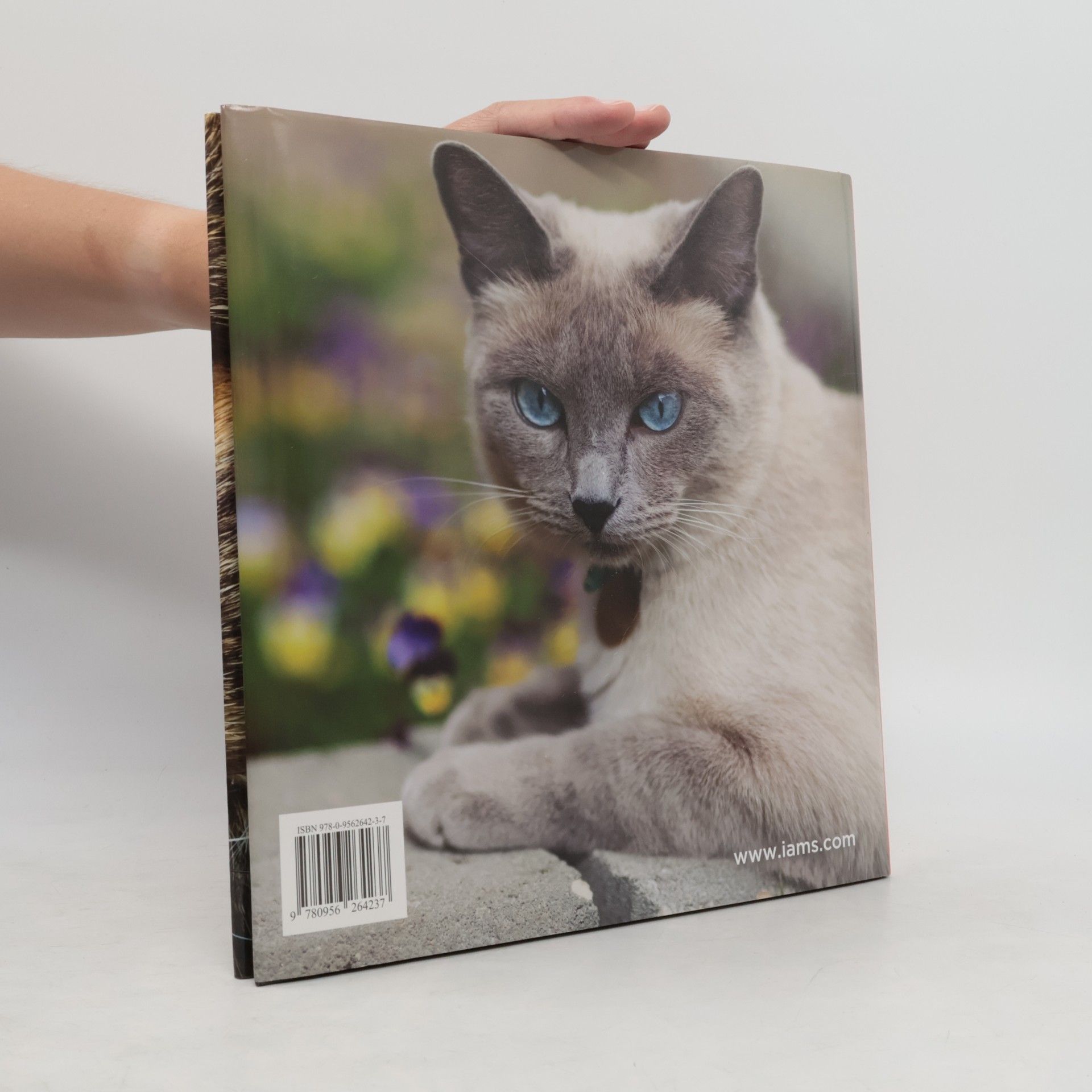 kolektiv Cats