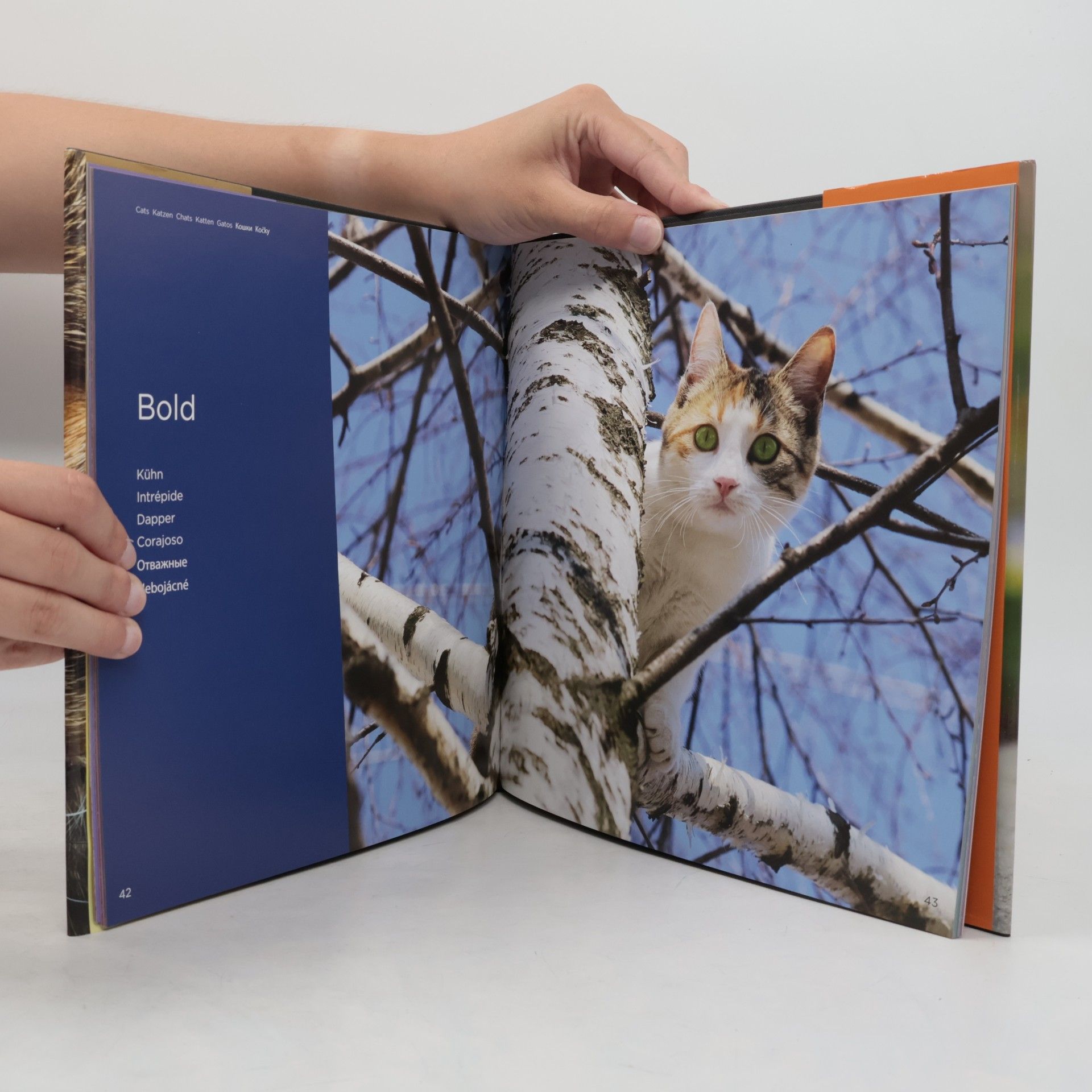 kolektiv Cats