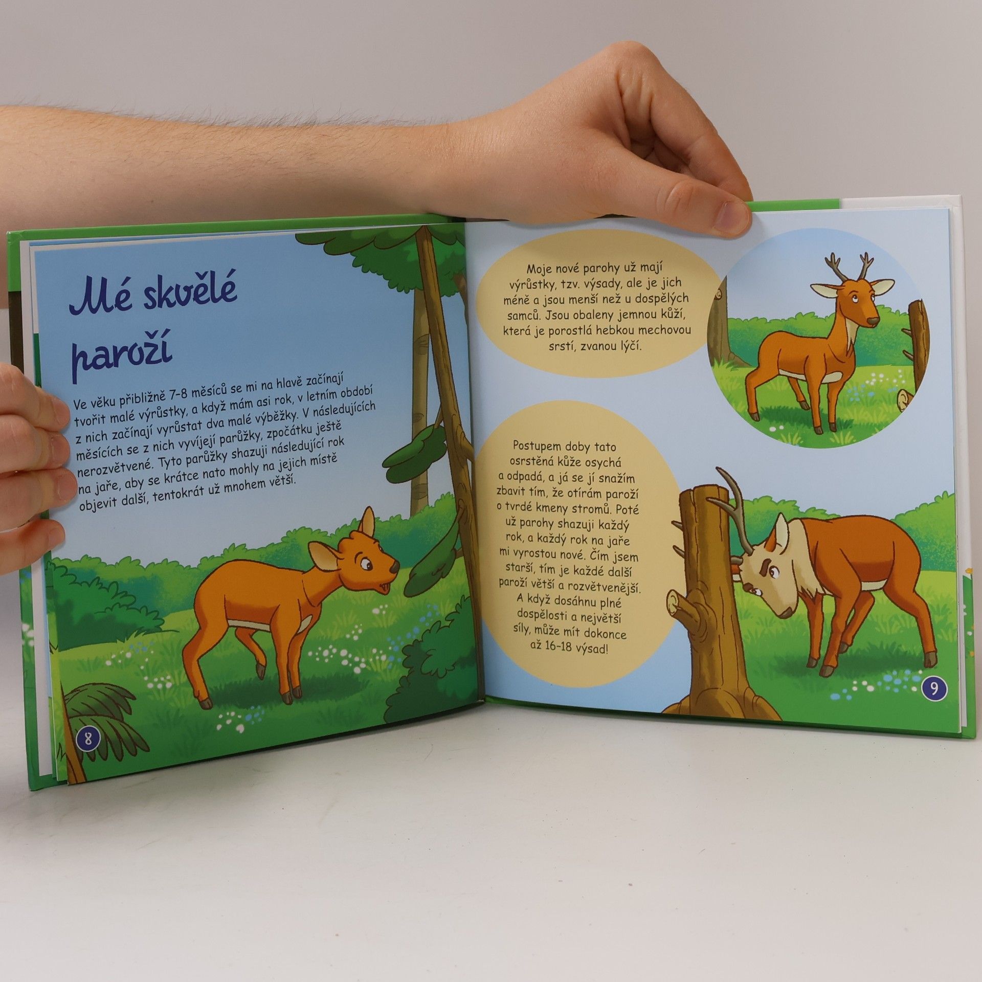 Autorenkollektiv Bydlím v lese. Jelen