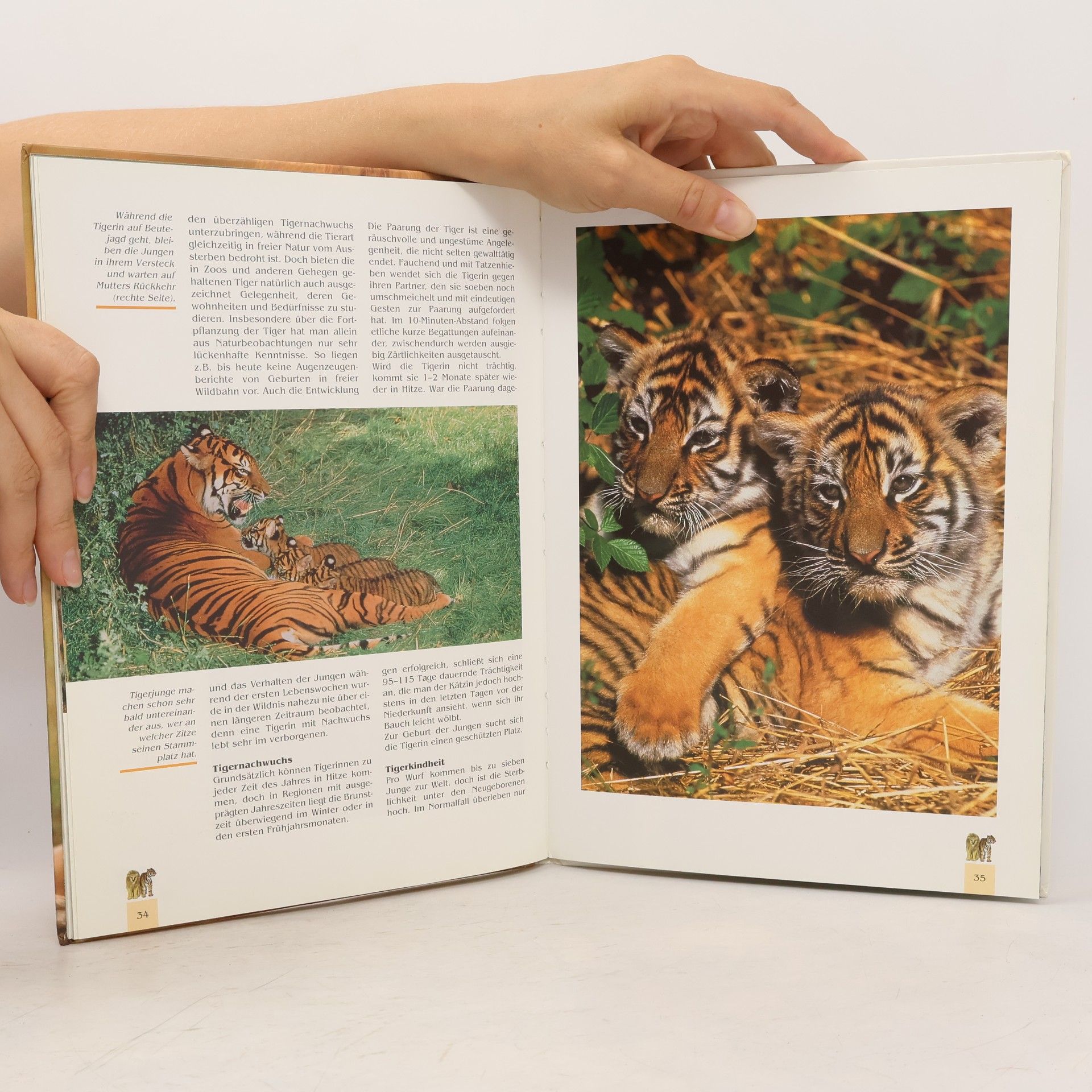 Autorenkollektiv Löwen und Tiger