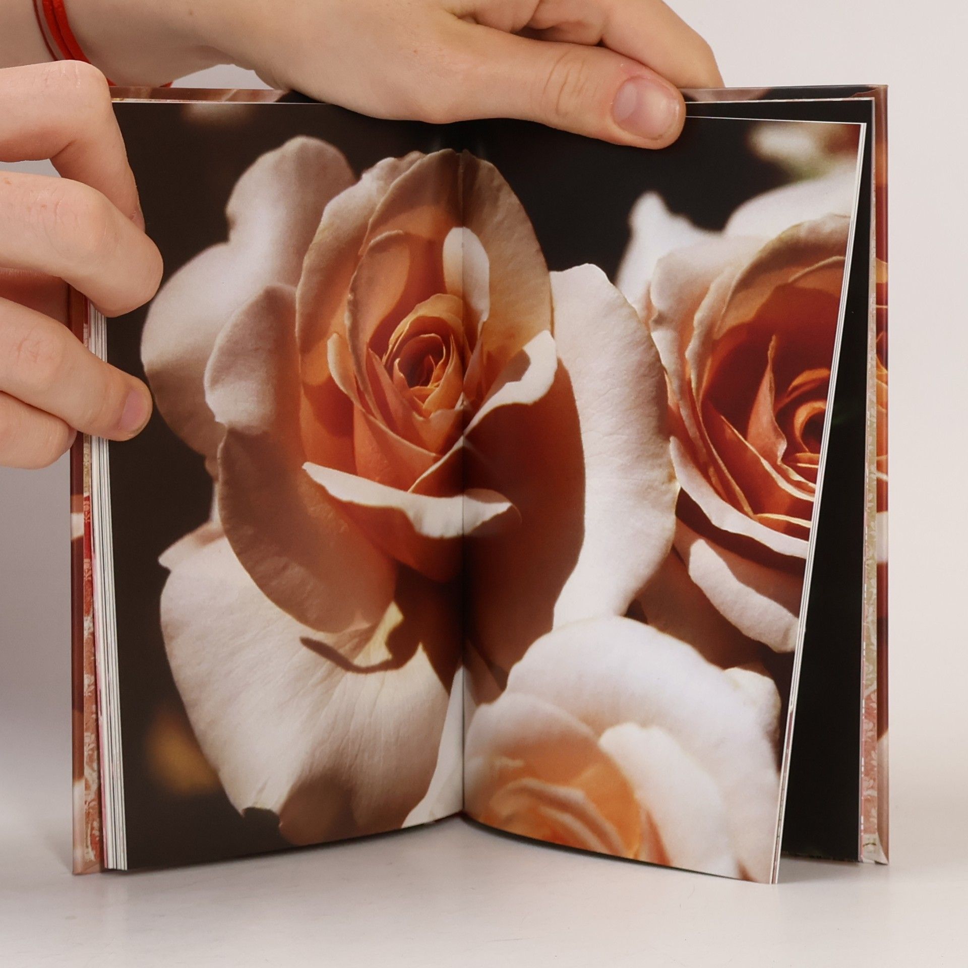Autores varios Rosen. Die schönsten Gedichte