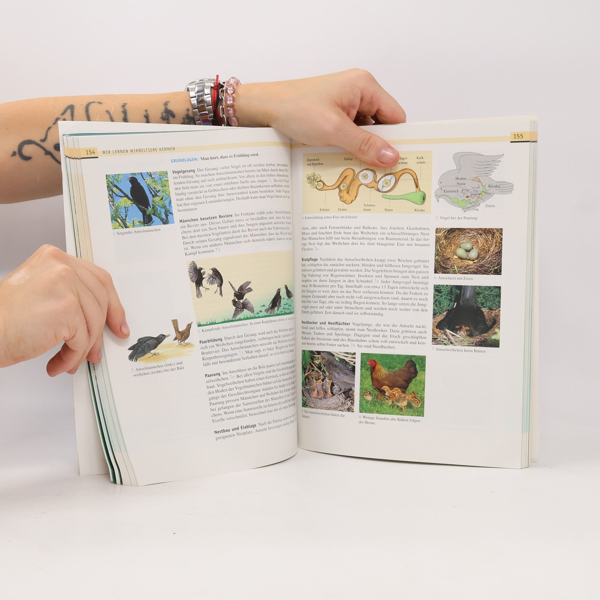 Mensch - Natur - Technik 5./6. Schuljahr. Schülerbuch Regelschule Thüringen