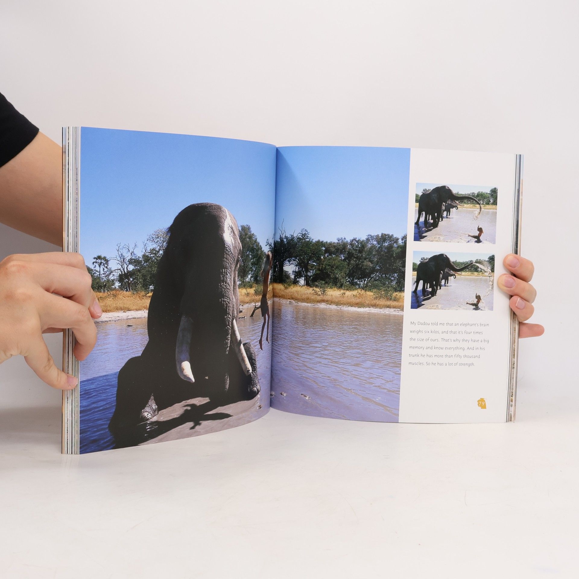 Alain Degre Tippi - My Book of Africa