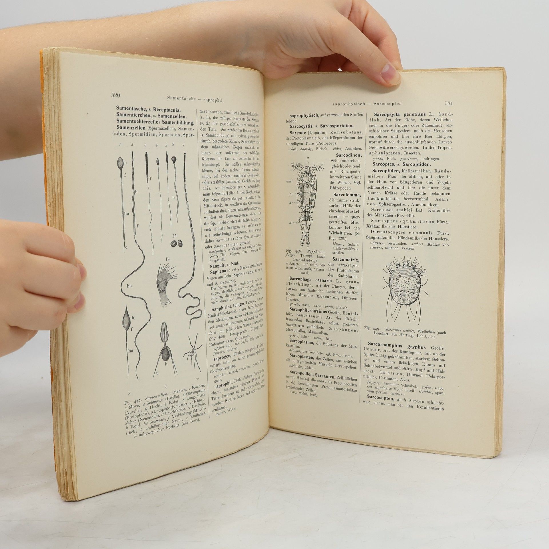 Autorenkollektiv Zoologisches Wörterbuch