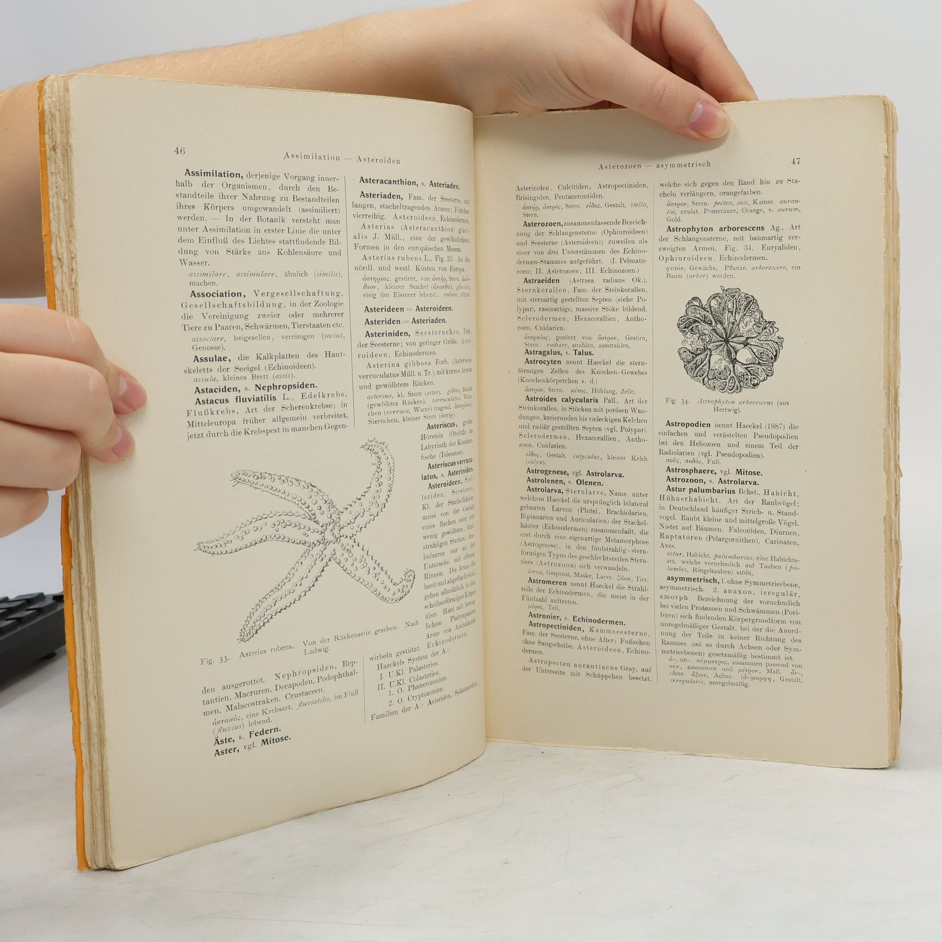 Autorenkollektiv Zoologisches Wörterbuch A-F