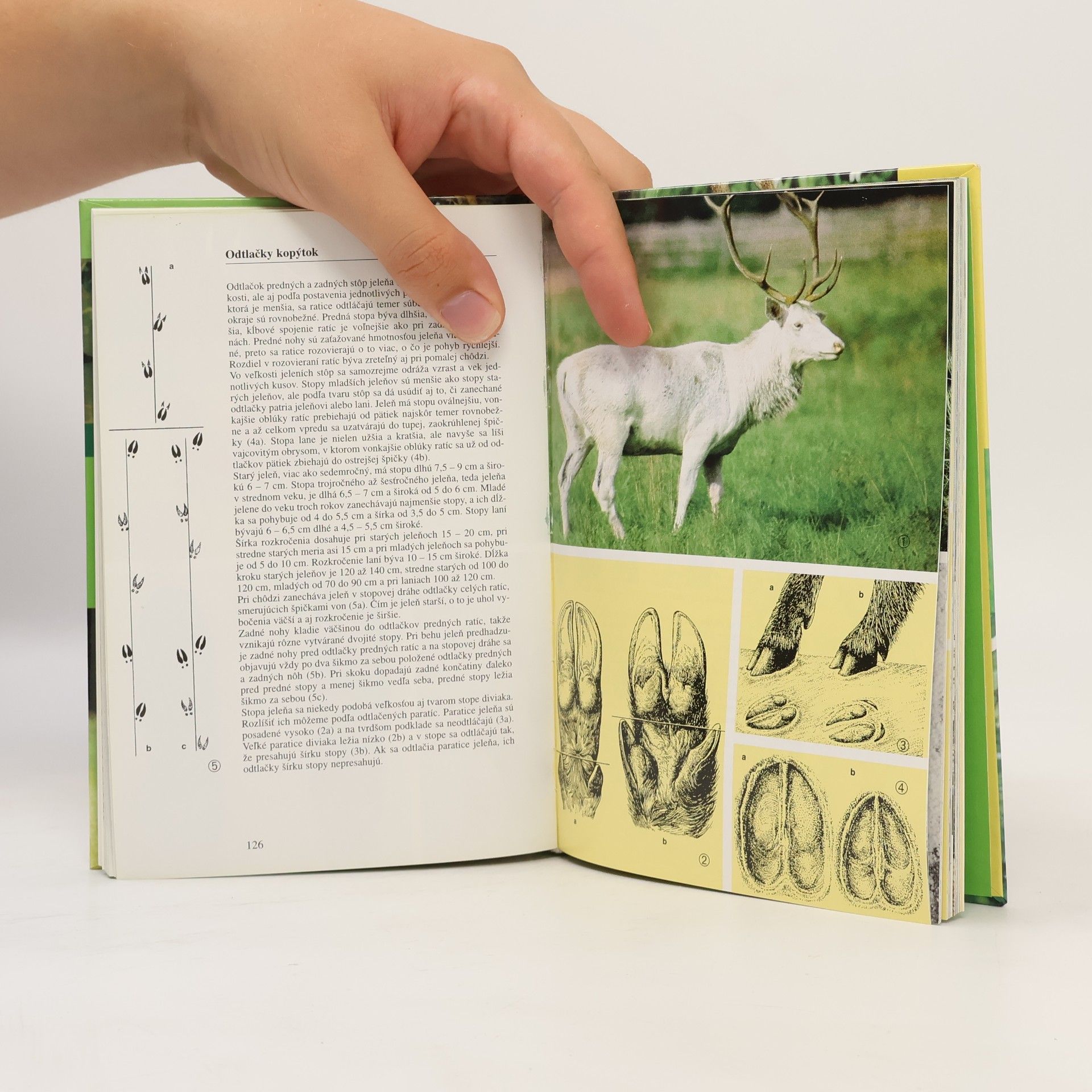 Various authors Stopy zveri