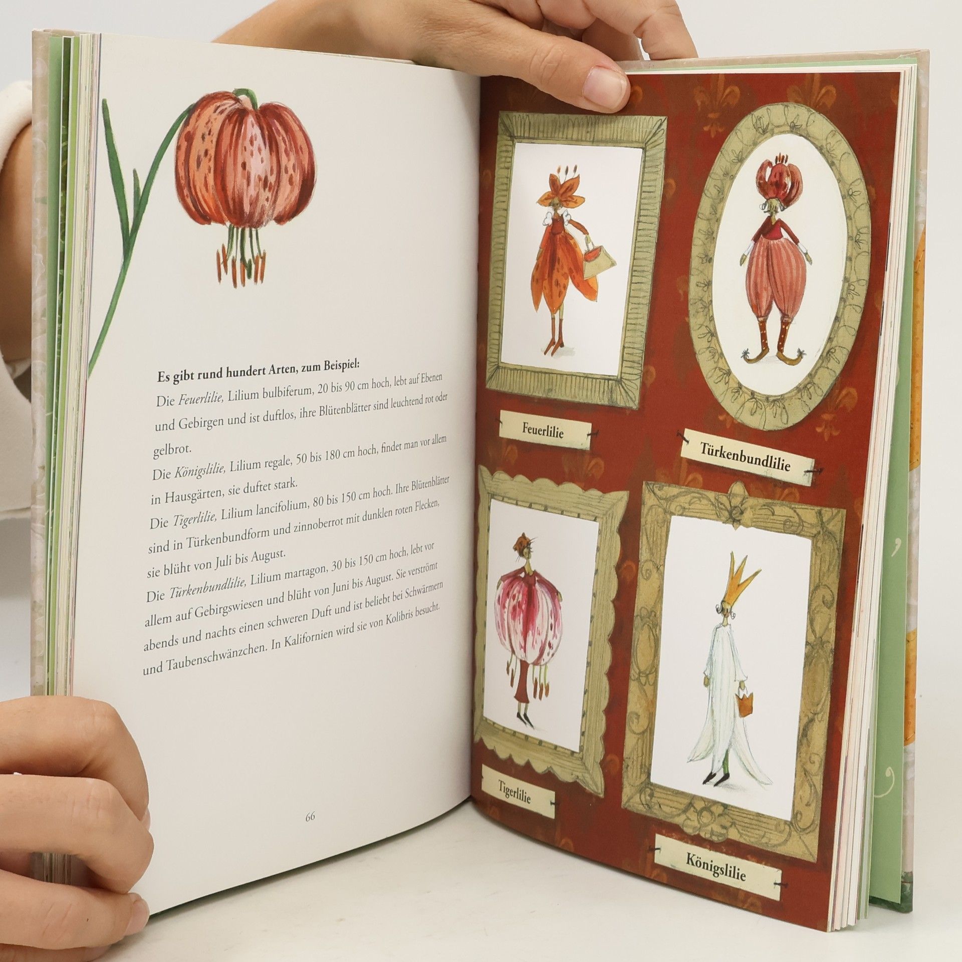 Antonie Schneider Mein buntes Blumenfest