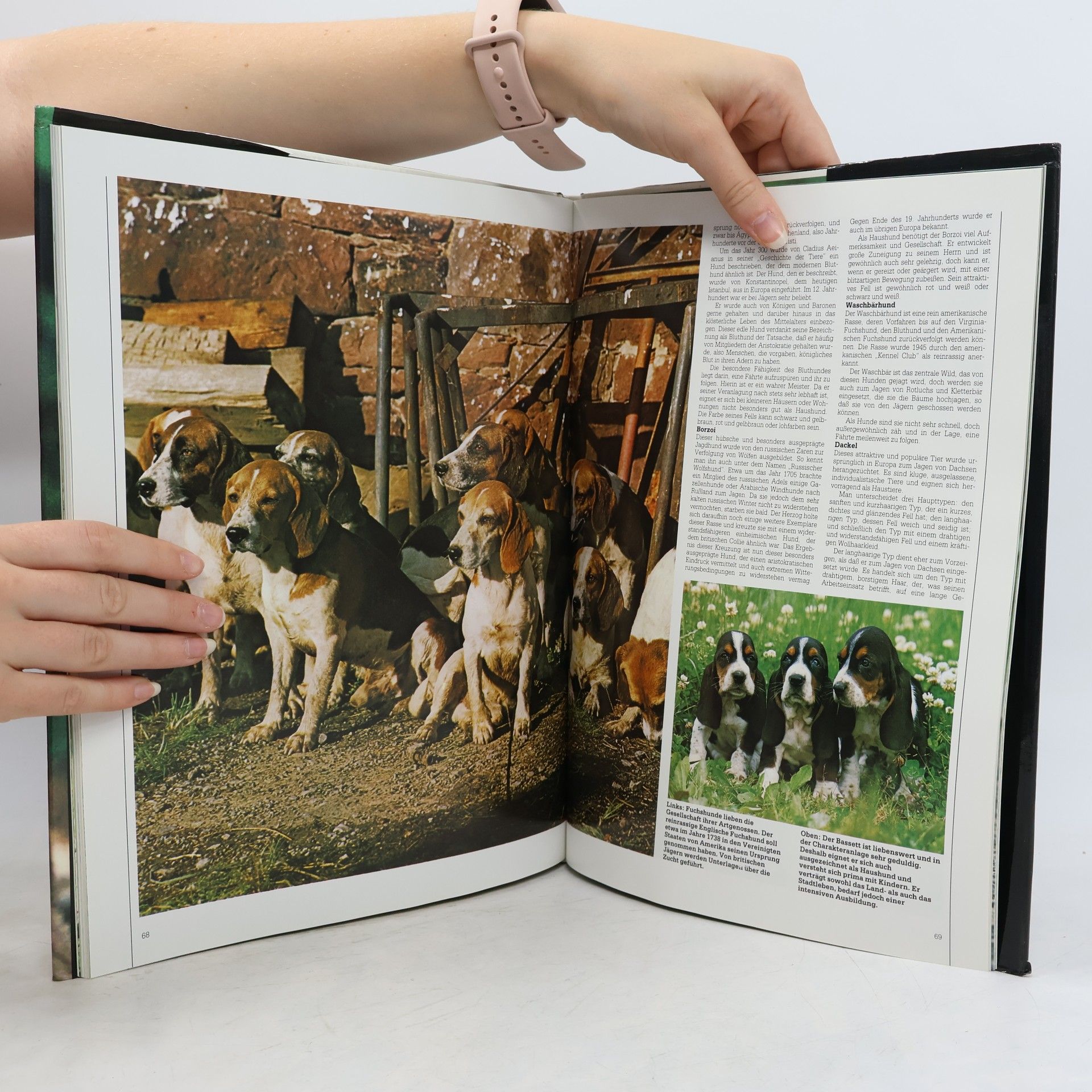 Jennie Chandler Hunde aus aller Welt