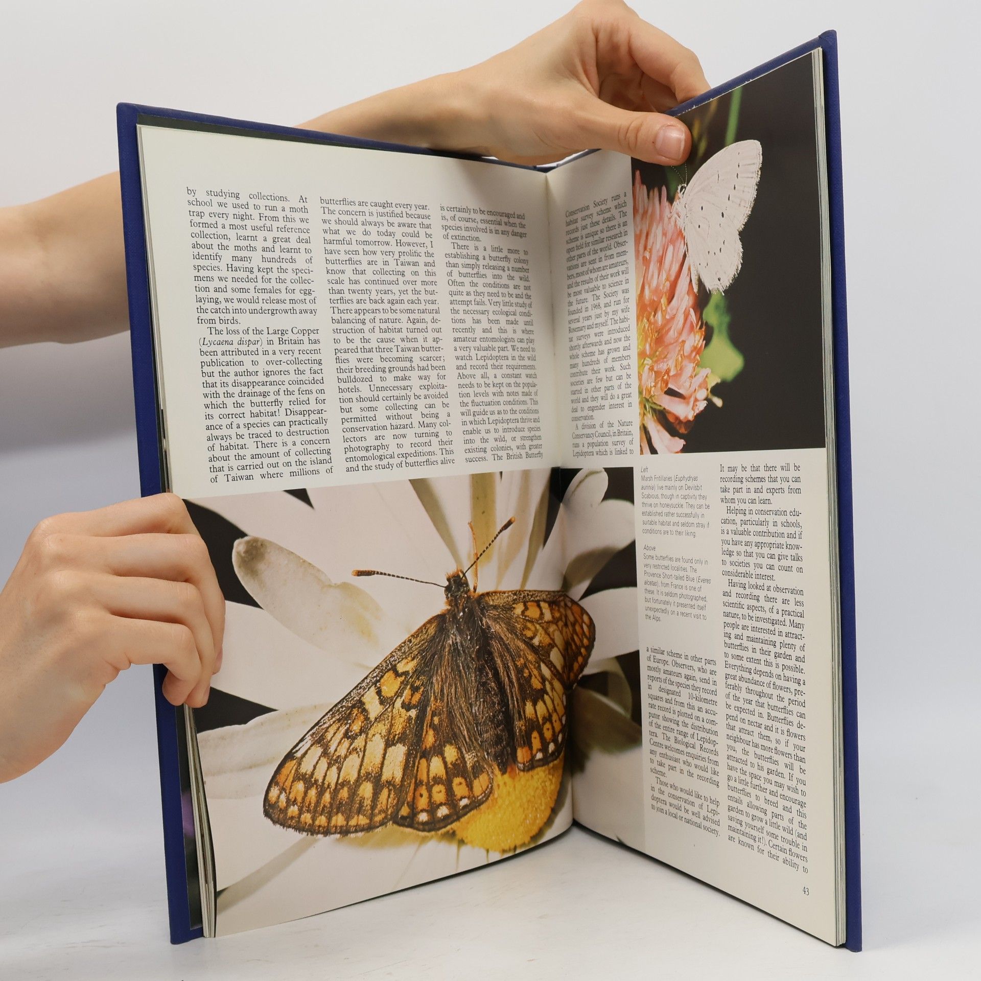Robert Goodden The Wonderful World of Butterflies and Moths