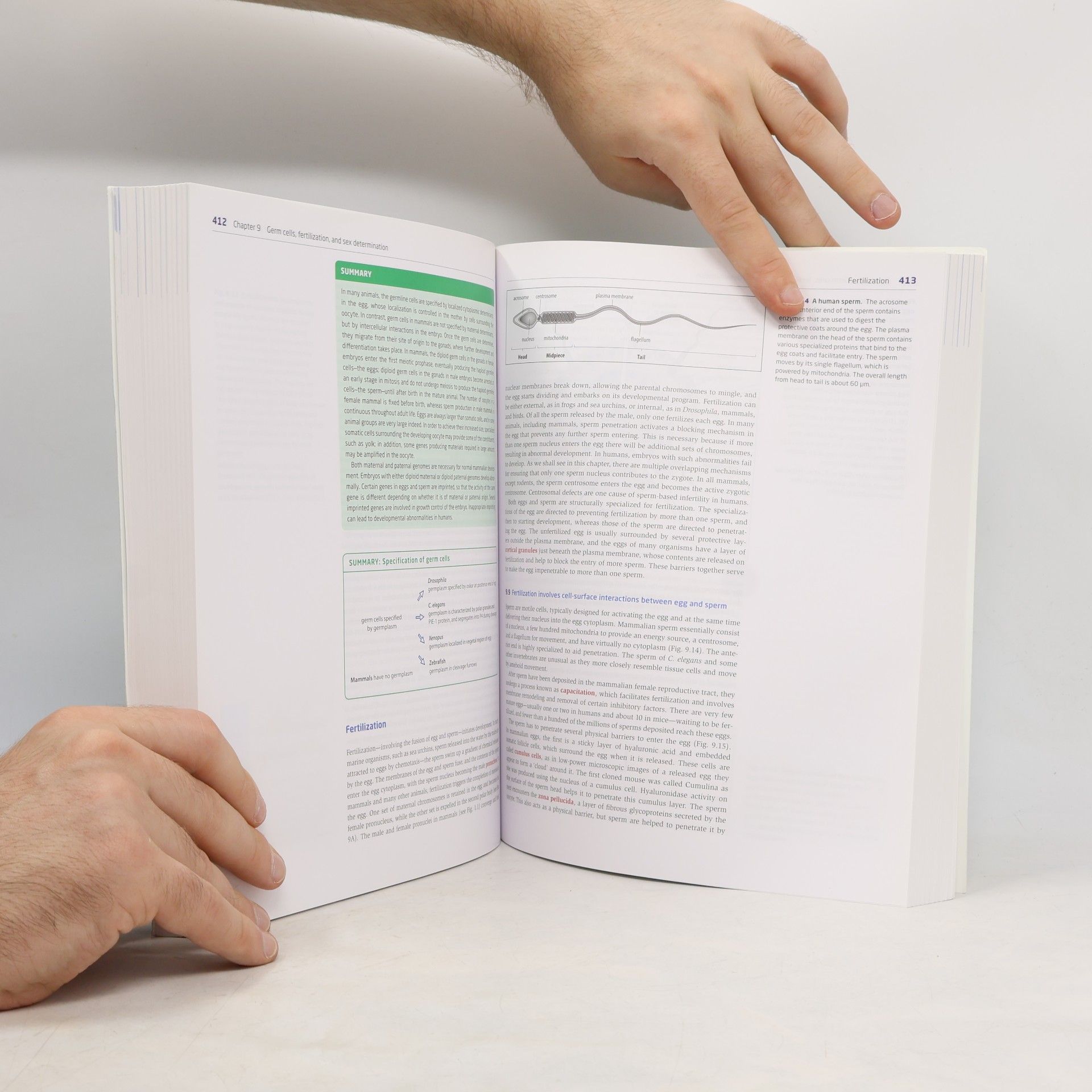 Lewis Wolpert Principles of Development - Sixth Edition