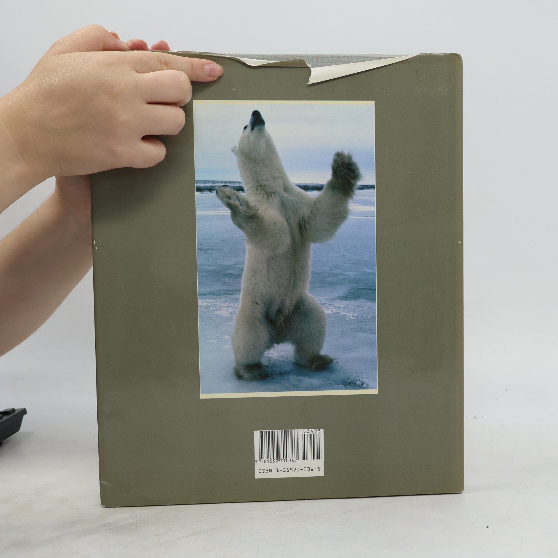Fred Bruemmer World of the polar bear