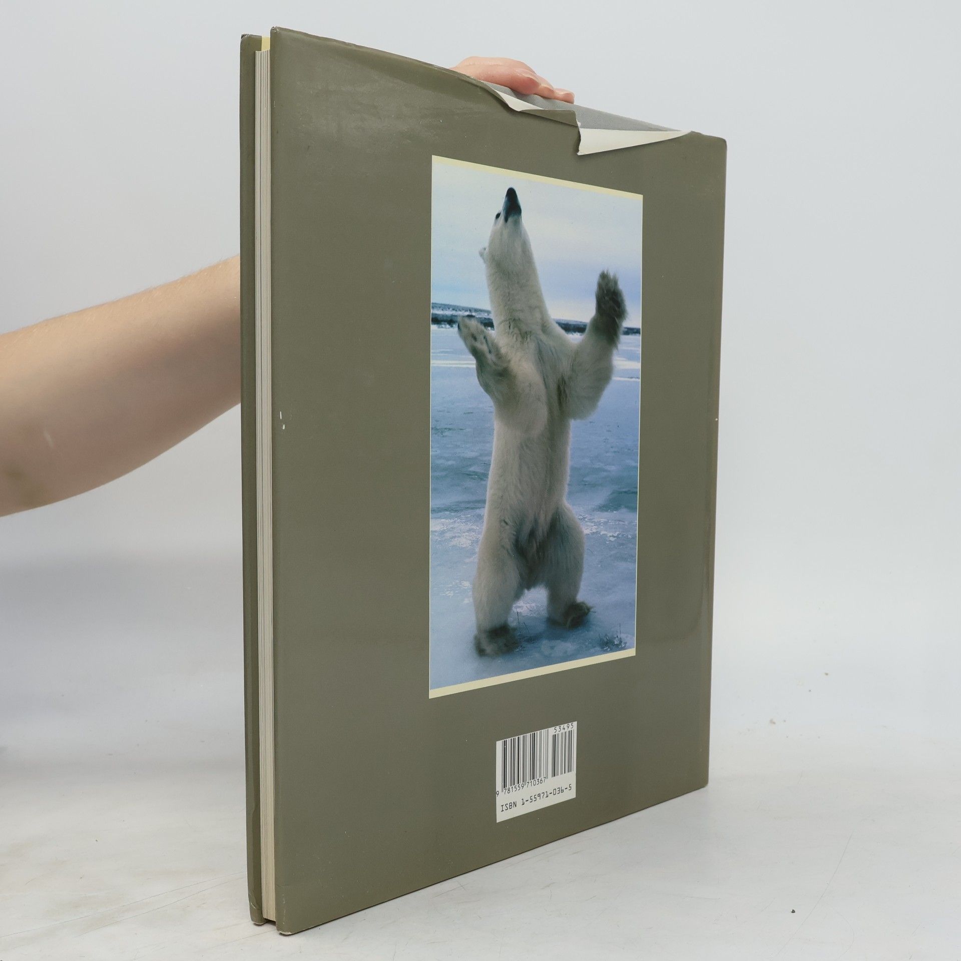 Fred Bruemmer World of the polar bear