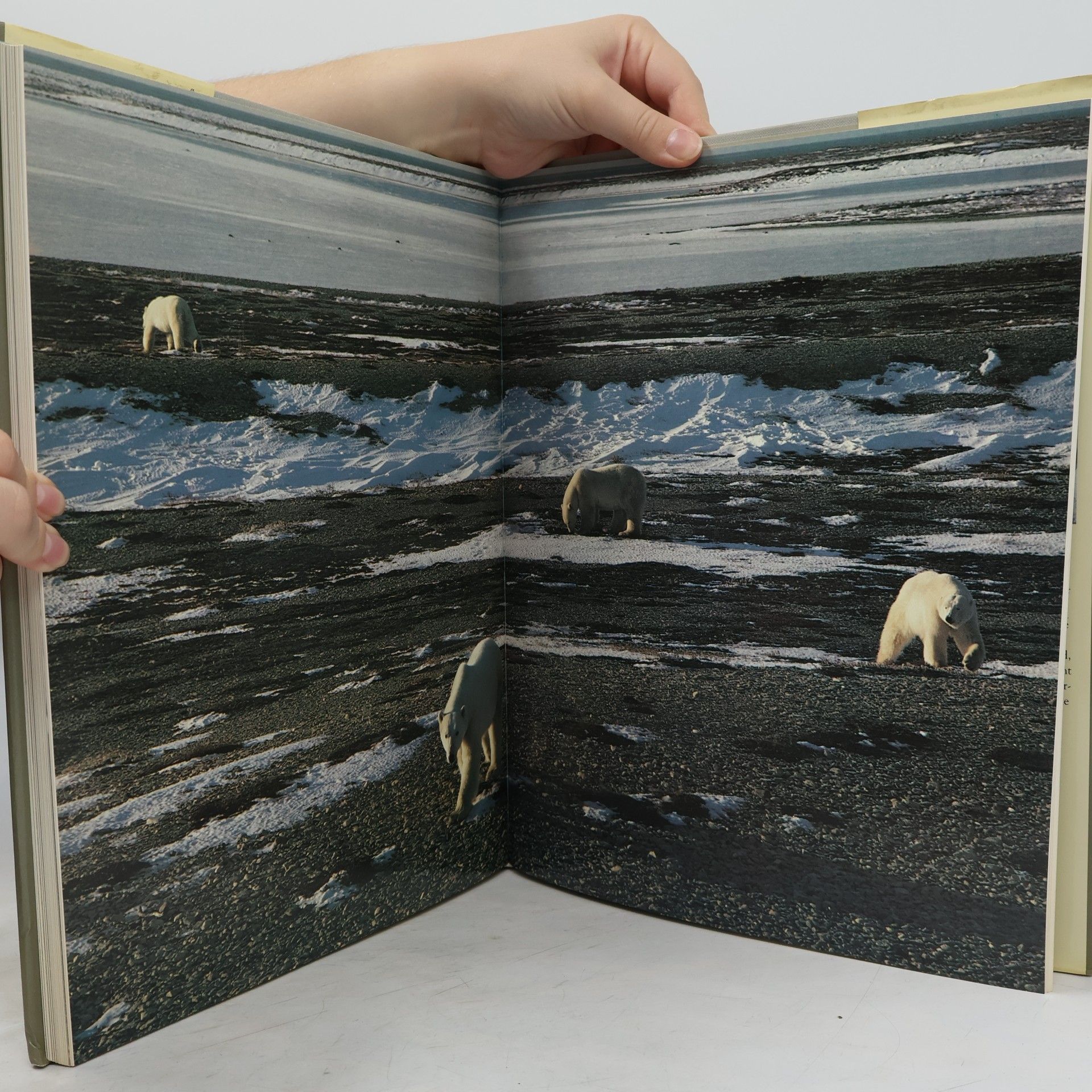 Fred Bruemmer World of the polar bear