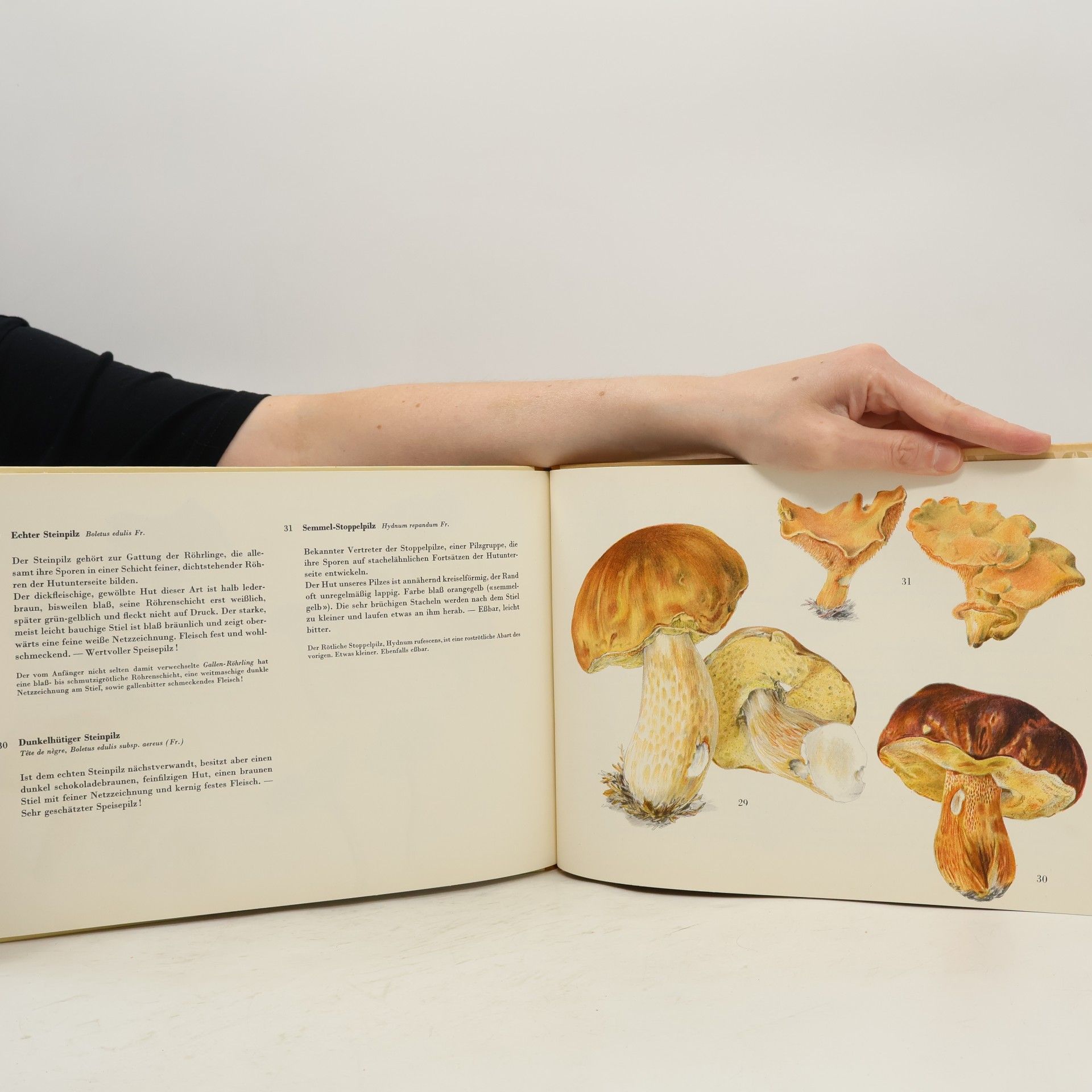 Autorenkollektiv Pilz-Atlas 1
