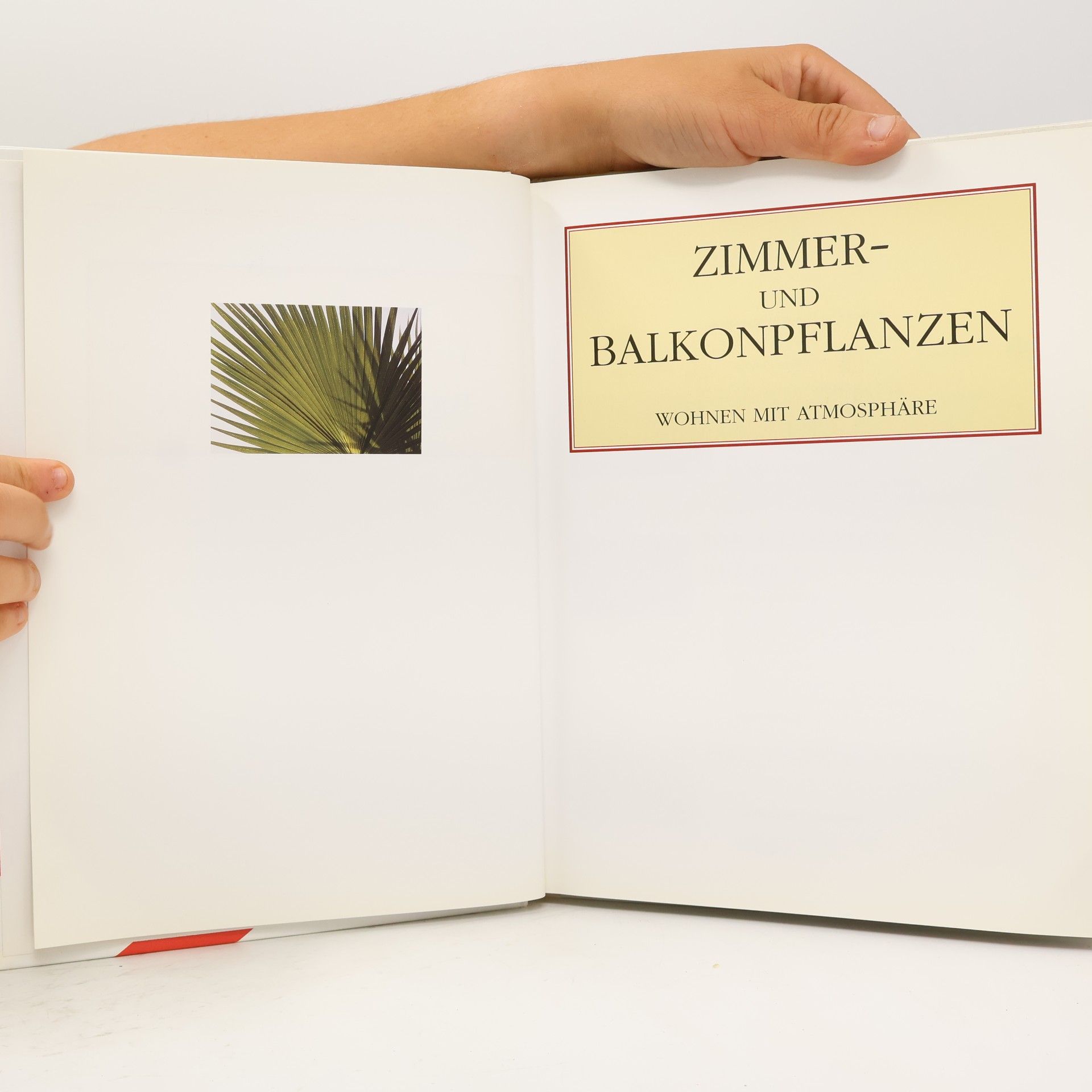 kolektiv Zimmer- und Balkonpflanzen