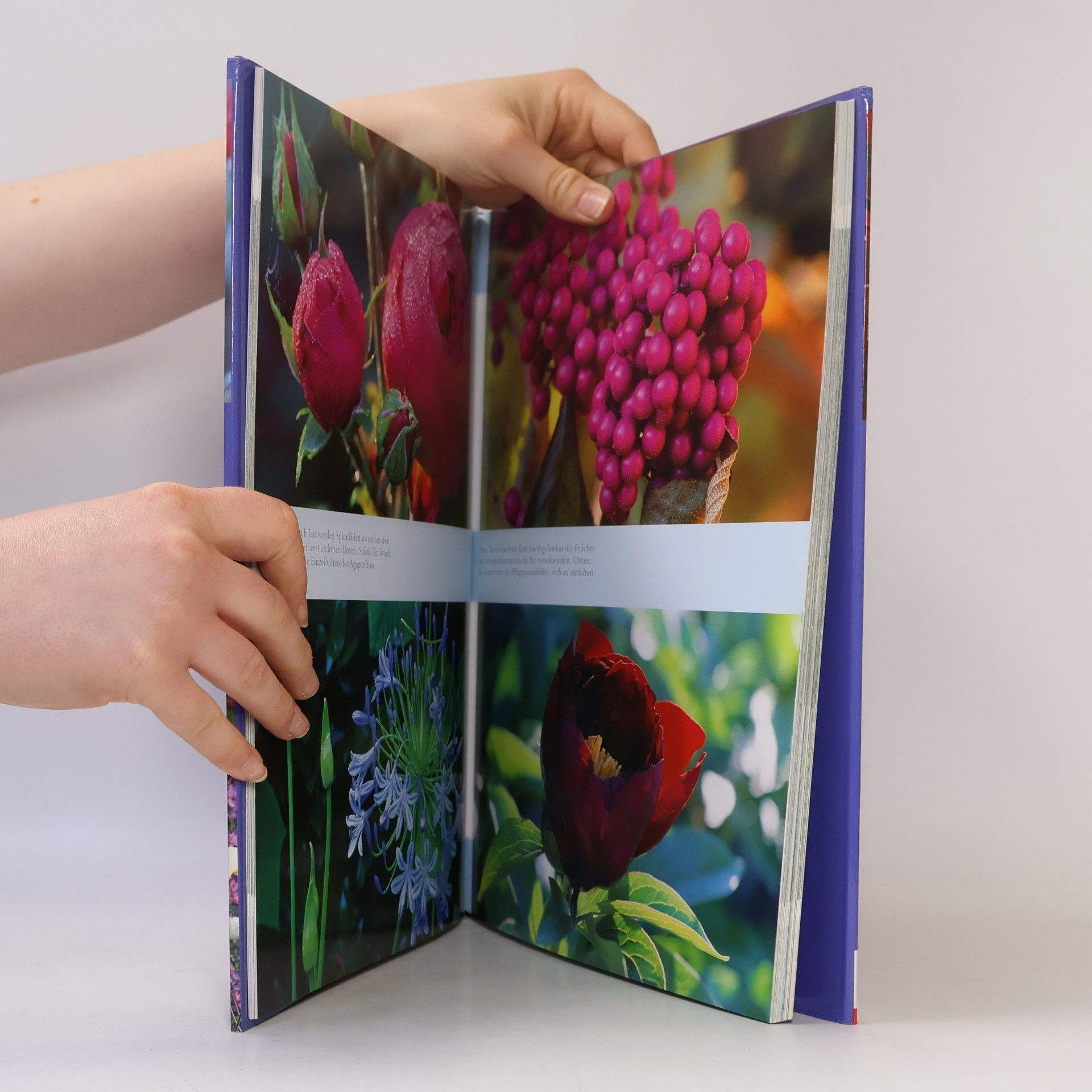 Ursel Borstell GartenBlicke