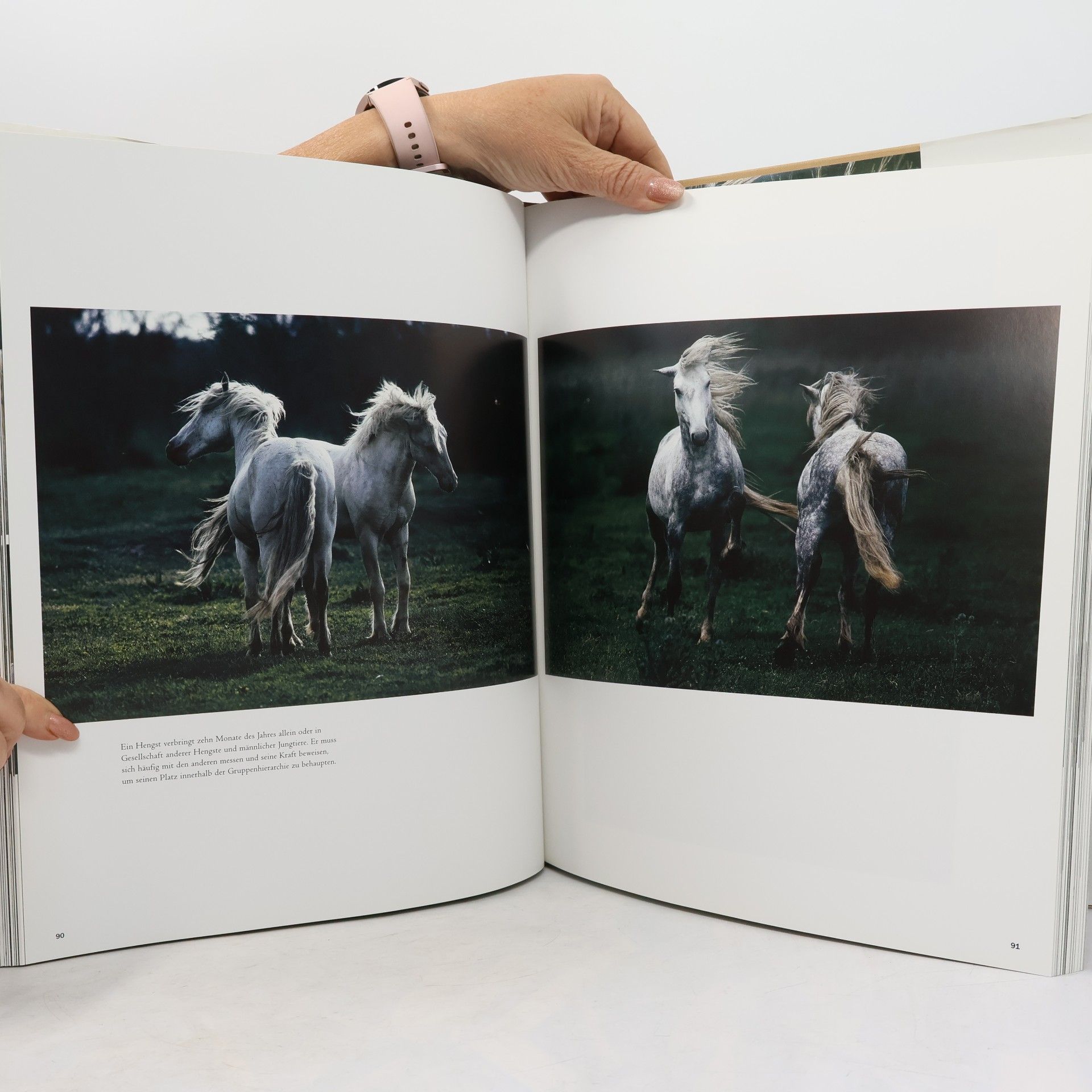 Hans Silvester Wilde Pferde der Camargue
