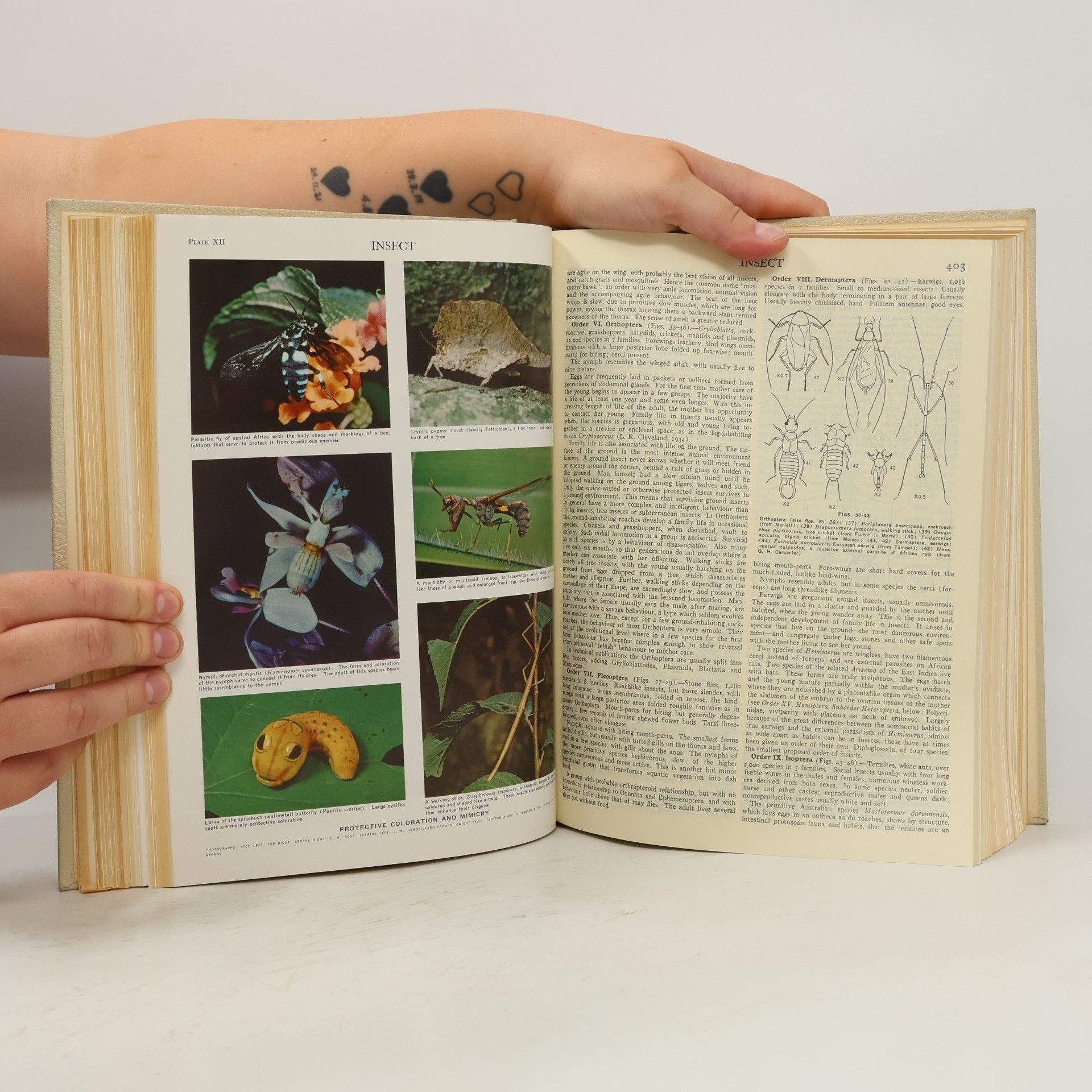 kolektiv Encyclopaedia Britannica. Volume 12