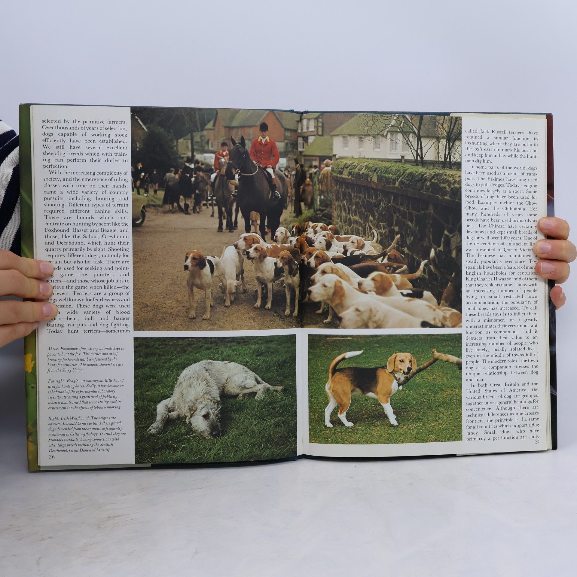 David J. Coffey Dogs