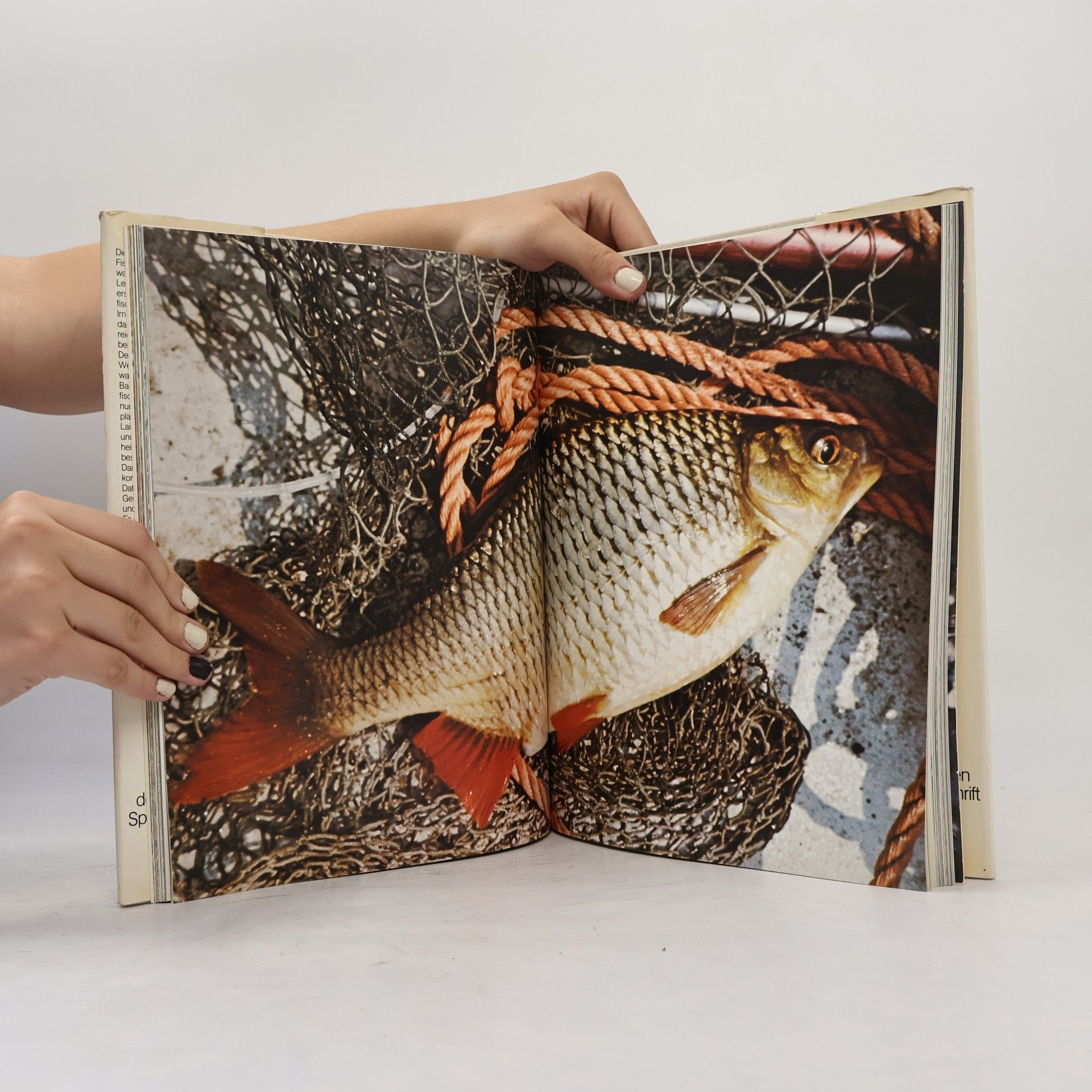 Autorenkollektiv Fisch Bilder Lexikon. Band 1. Süsswasserfische