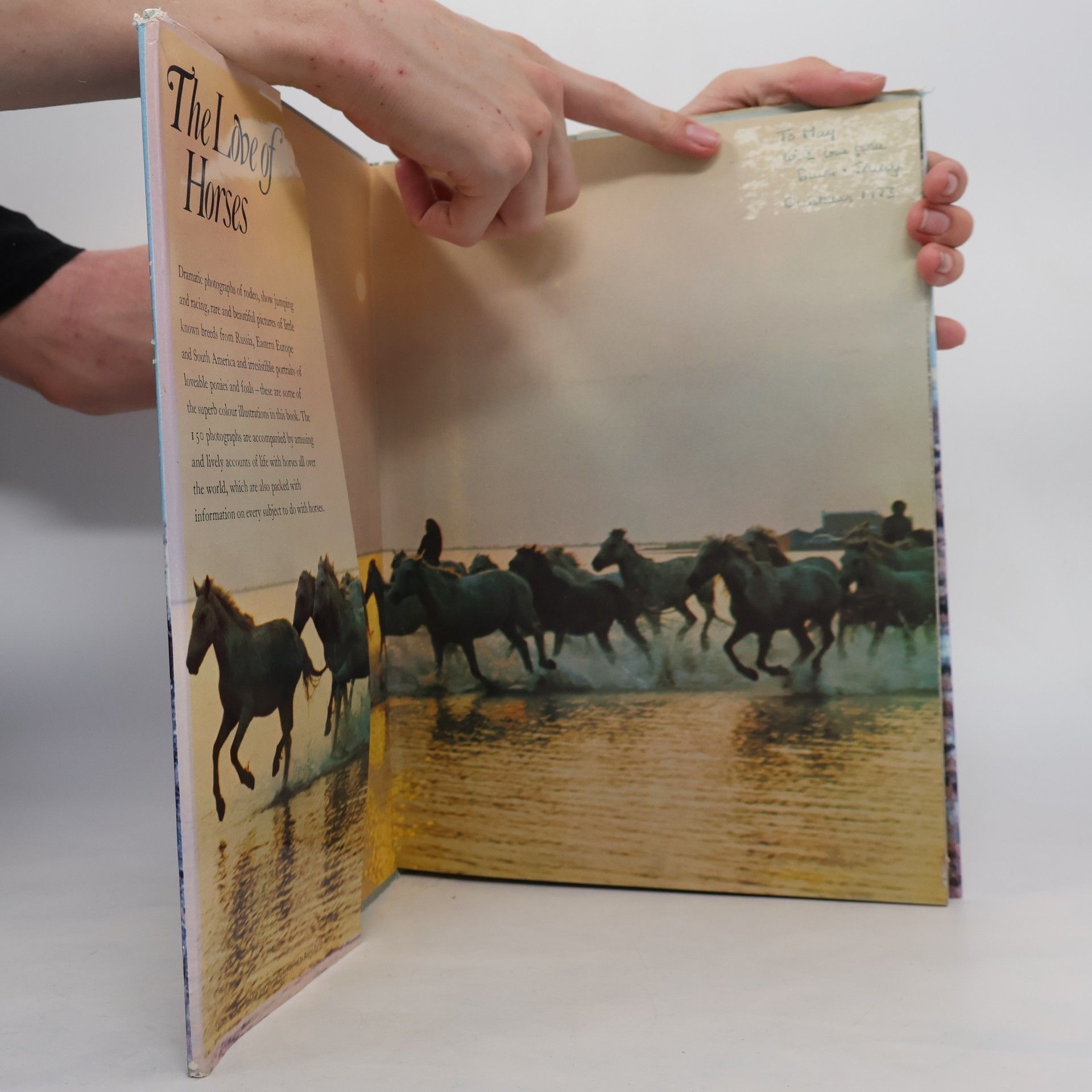 Anne Alcock The Love of Horses