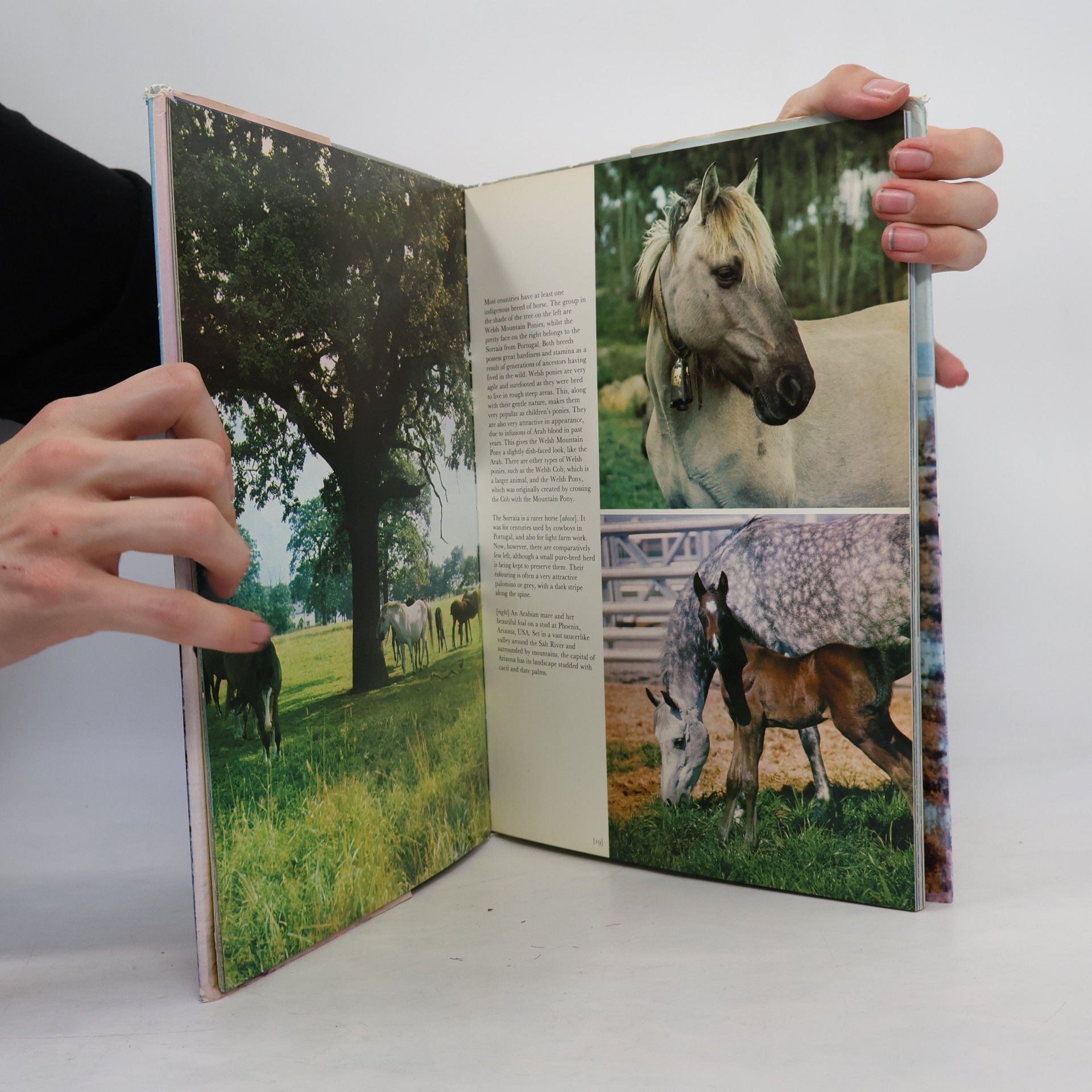 Anne Alcock The Love of Horses
