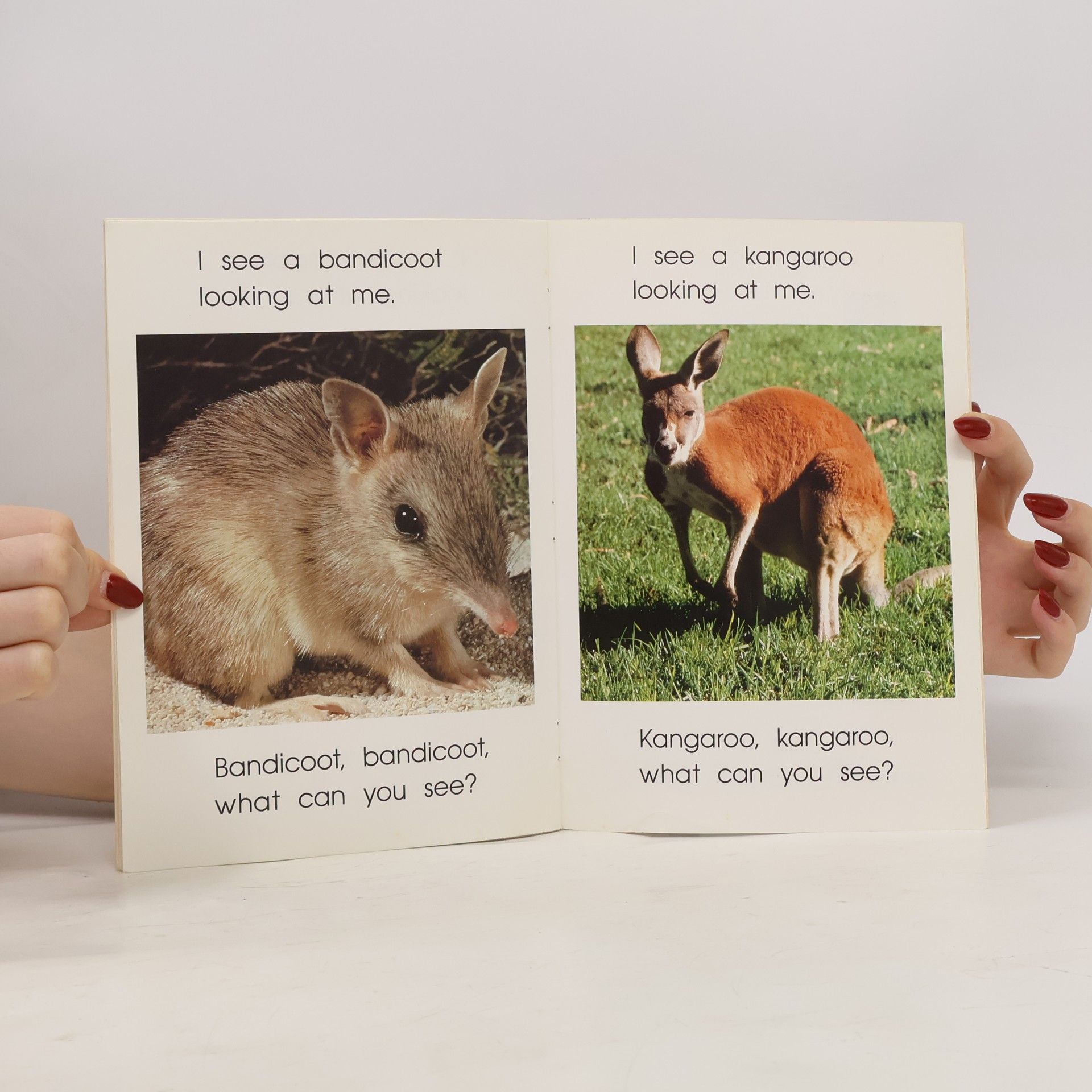 Peter Sloan Wallaby, Wallaby