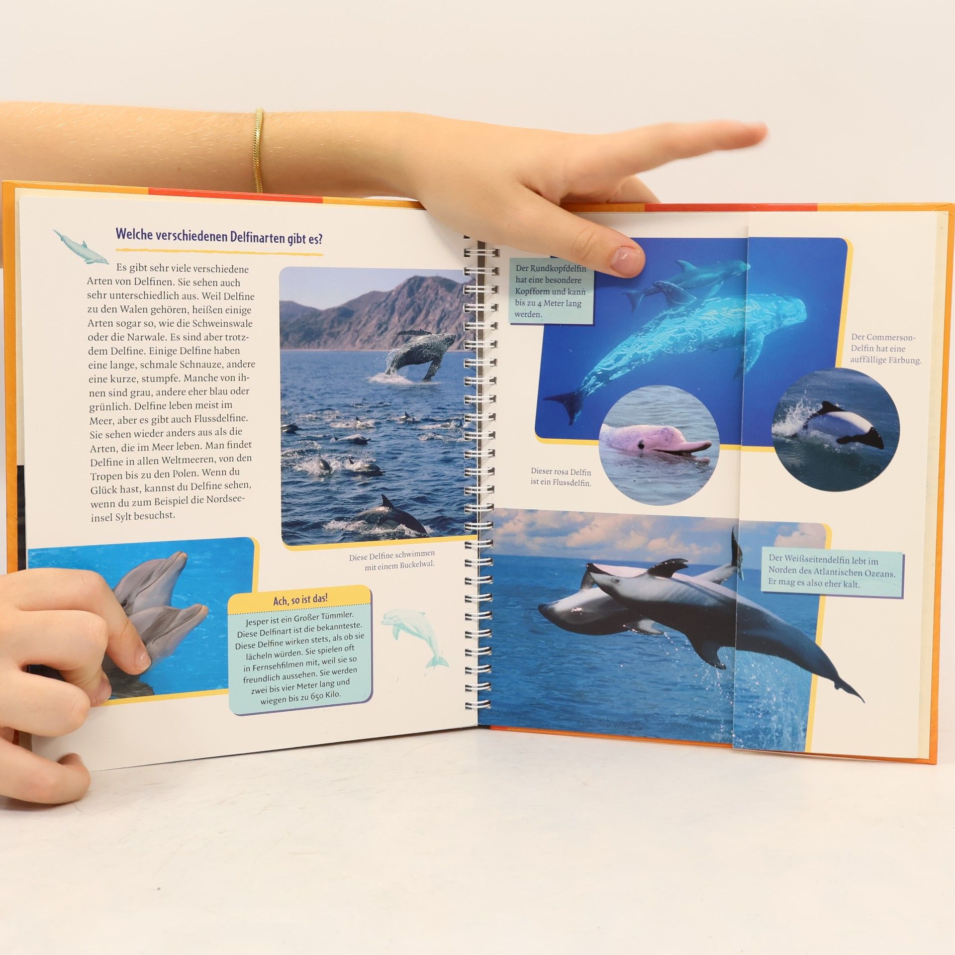 Sandra Grimm Die Tierkinder-Bibliothek - 1: Der kleine Delfin wird groß