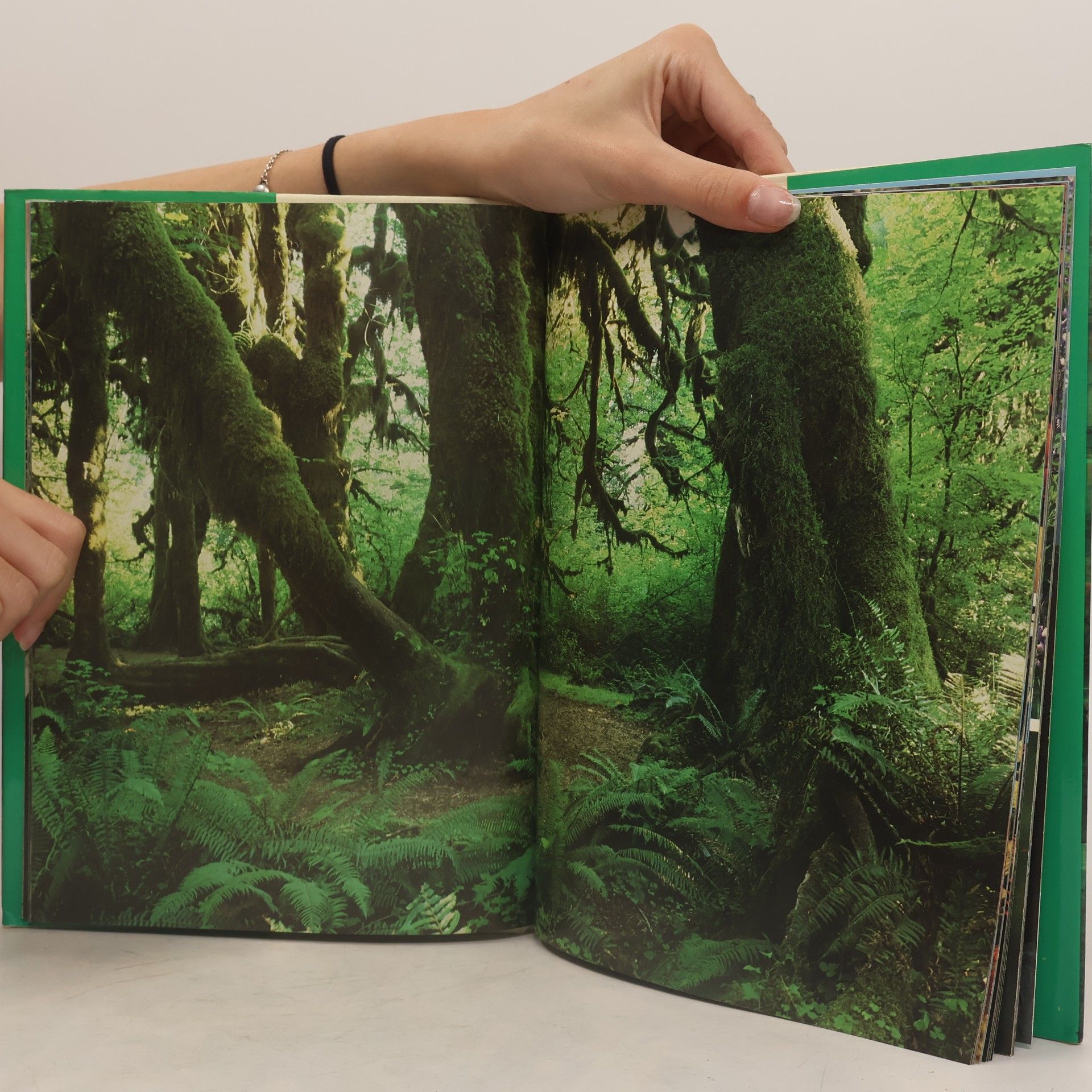 David Gibbon Washington State. A Picture Book to Remember her by