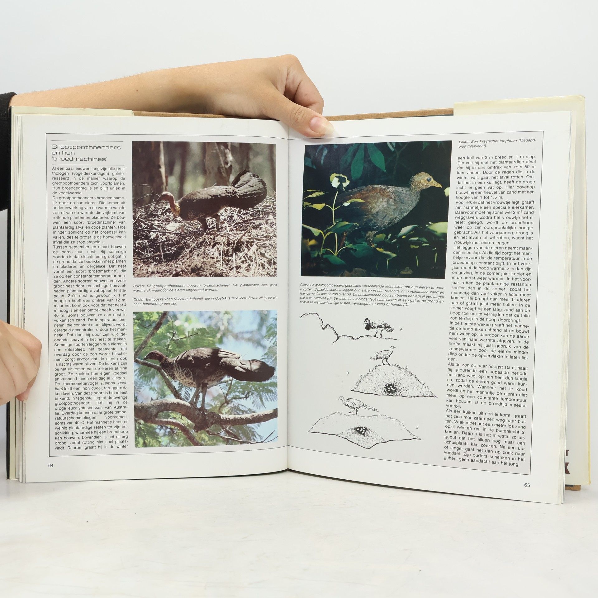 Autores varios De geheimen van het Dierenrijk. Vogels 1