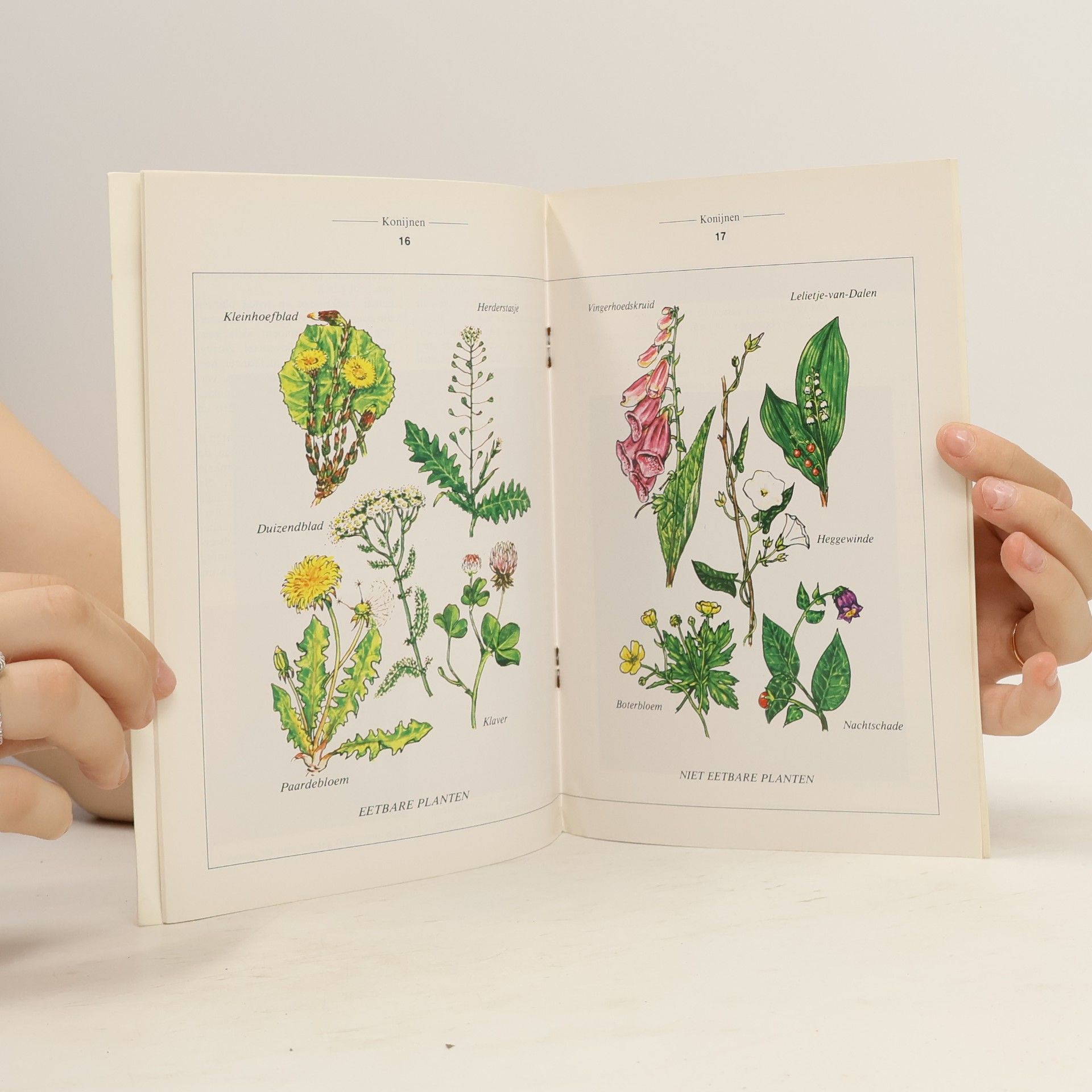 Autores varios Konijnen 4