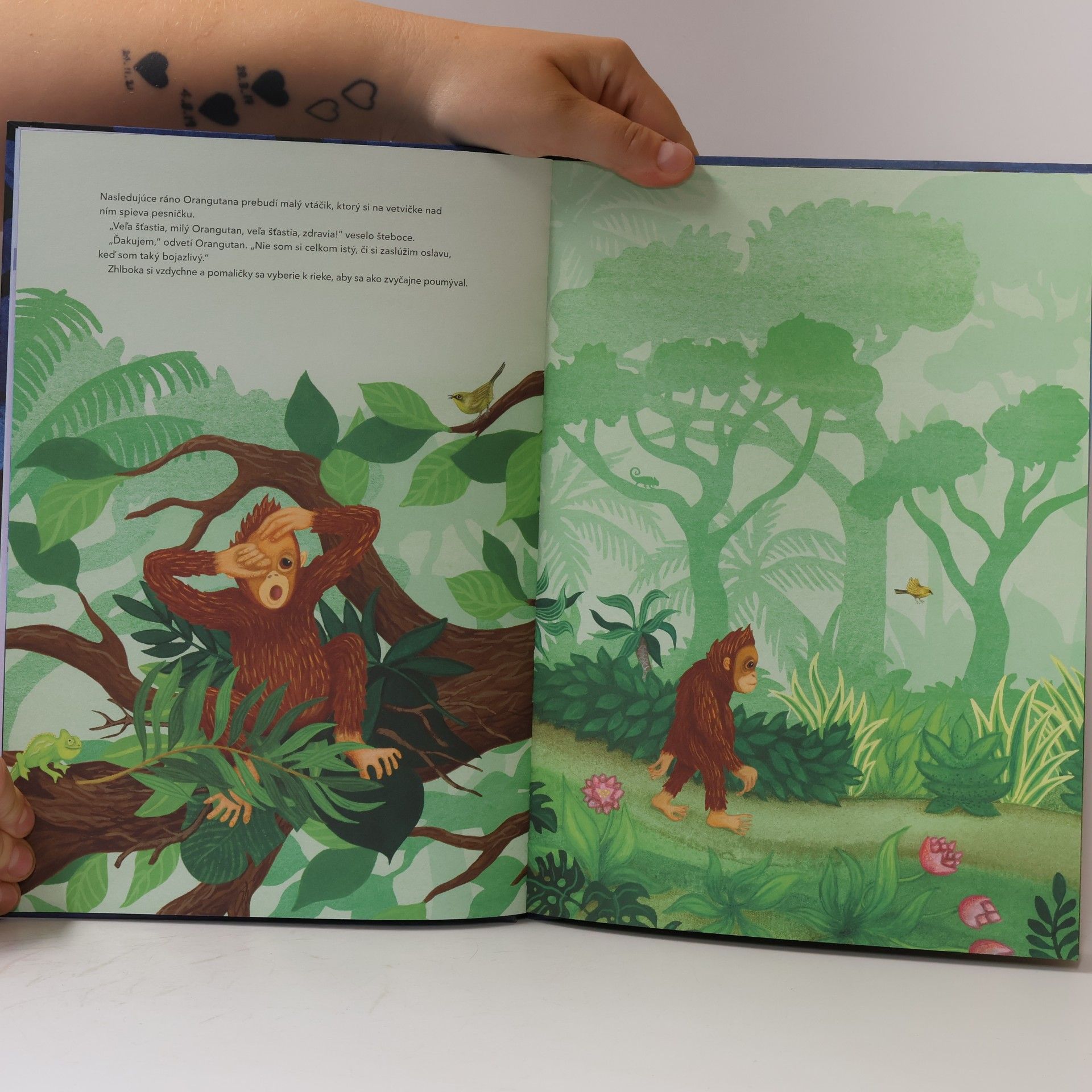 Sophie Holmqvist Bojazlivý orangutan