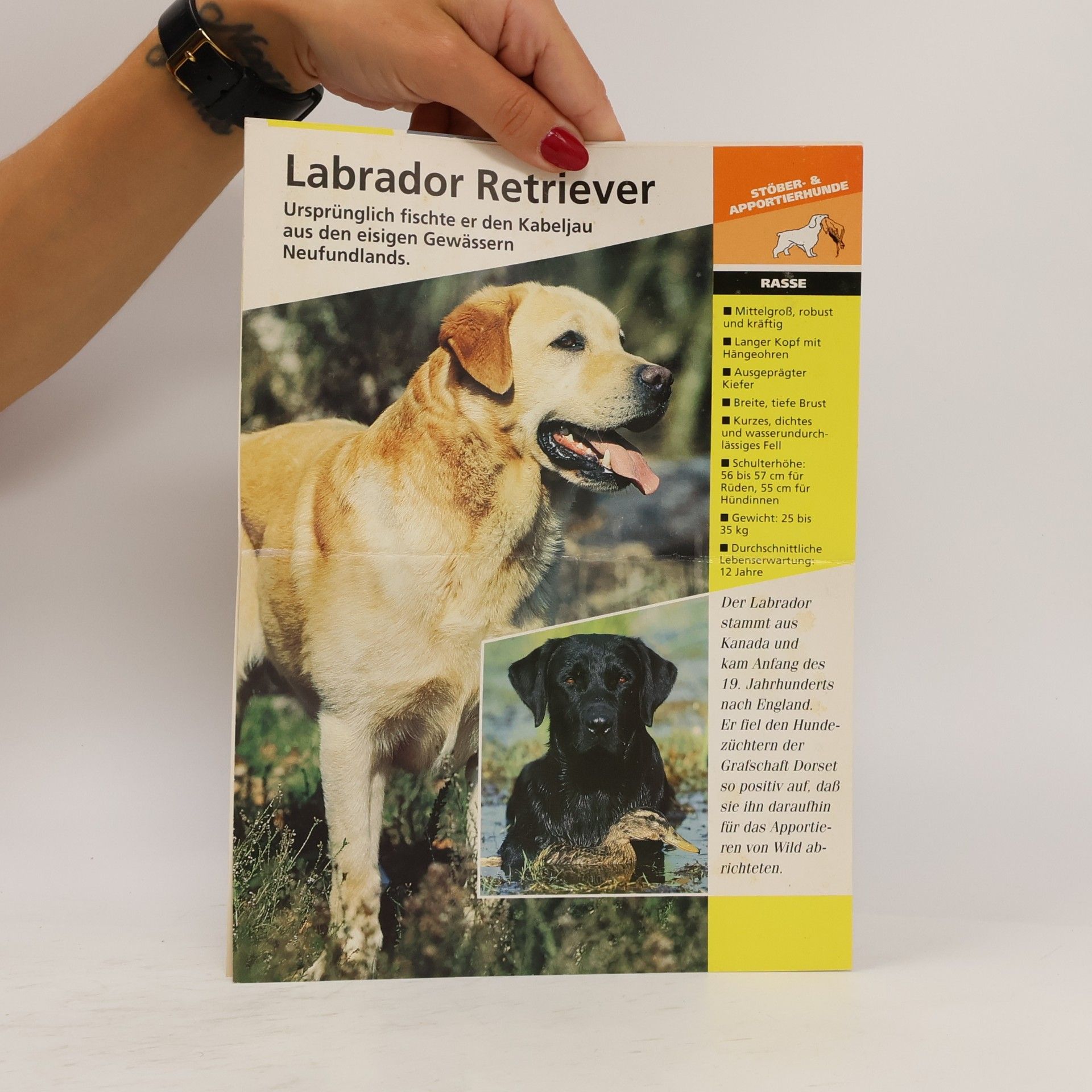 Various authors Labrador Retriever
