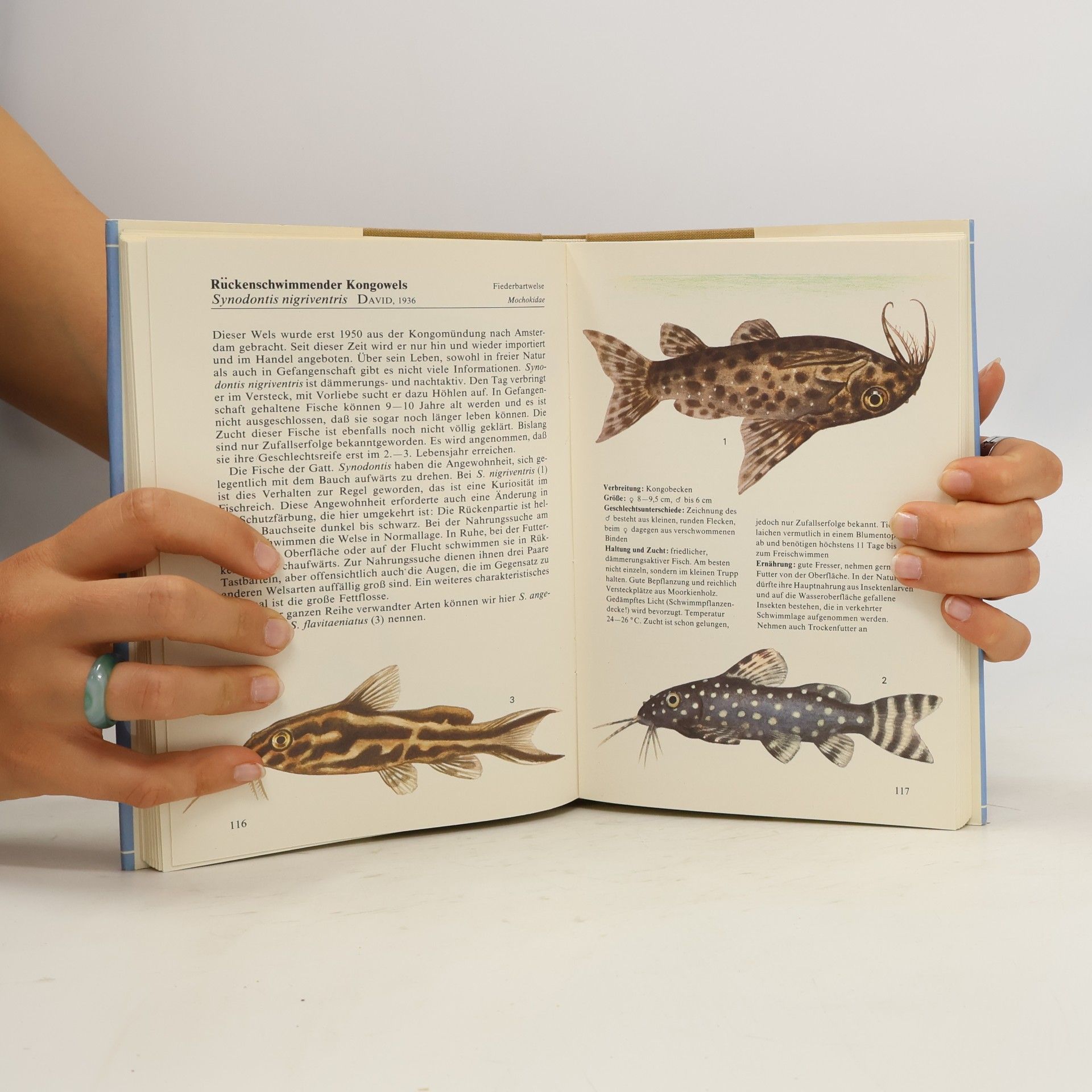 Ivan Petrovický Aquarienfische