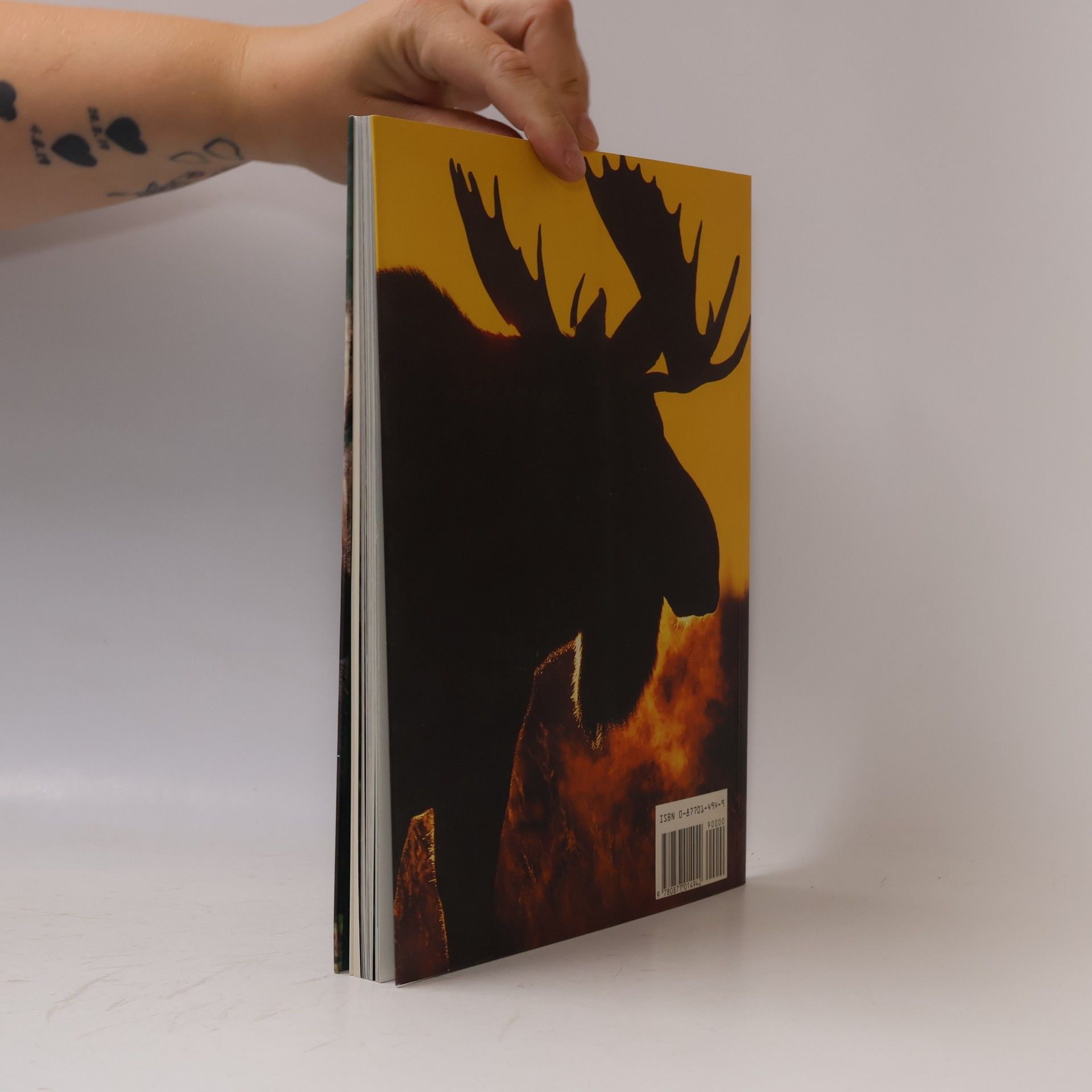 Michio Hoshino Moose