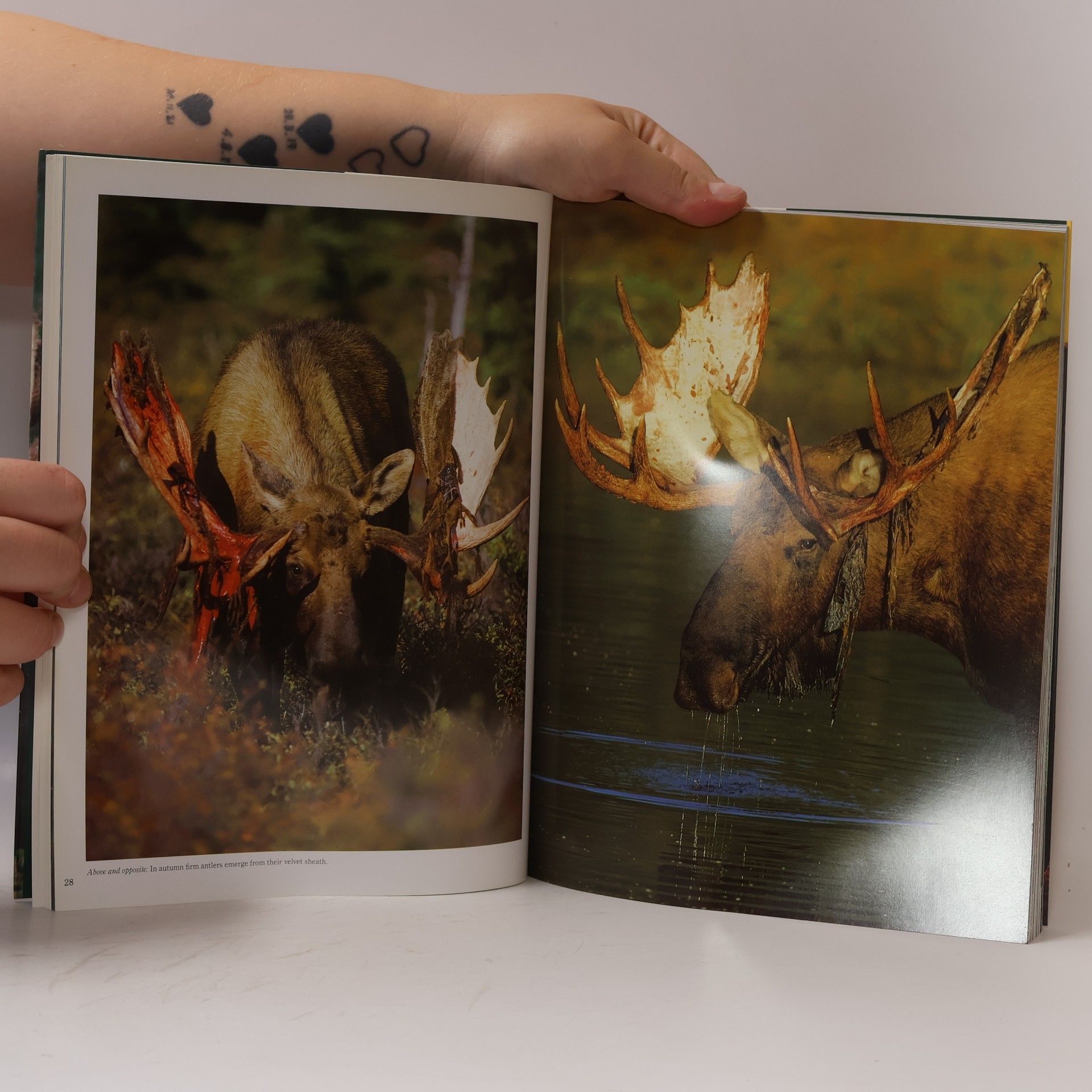 Michio Hoshino Moose