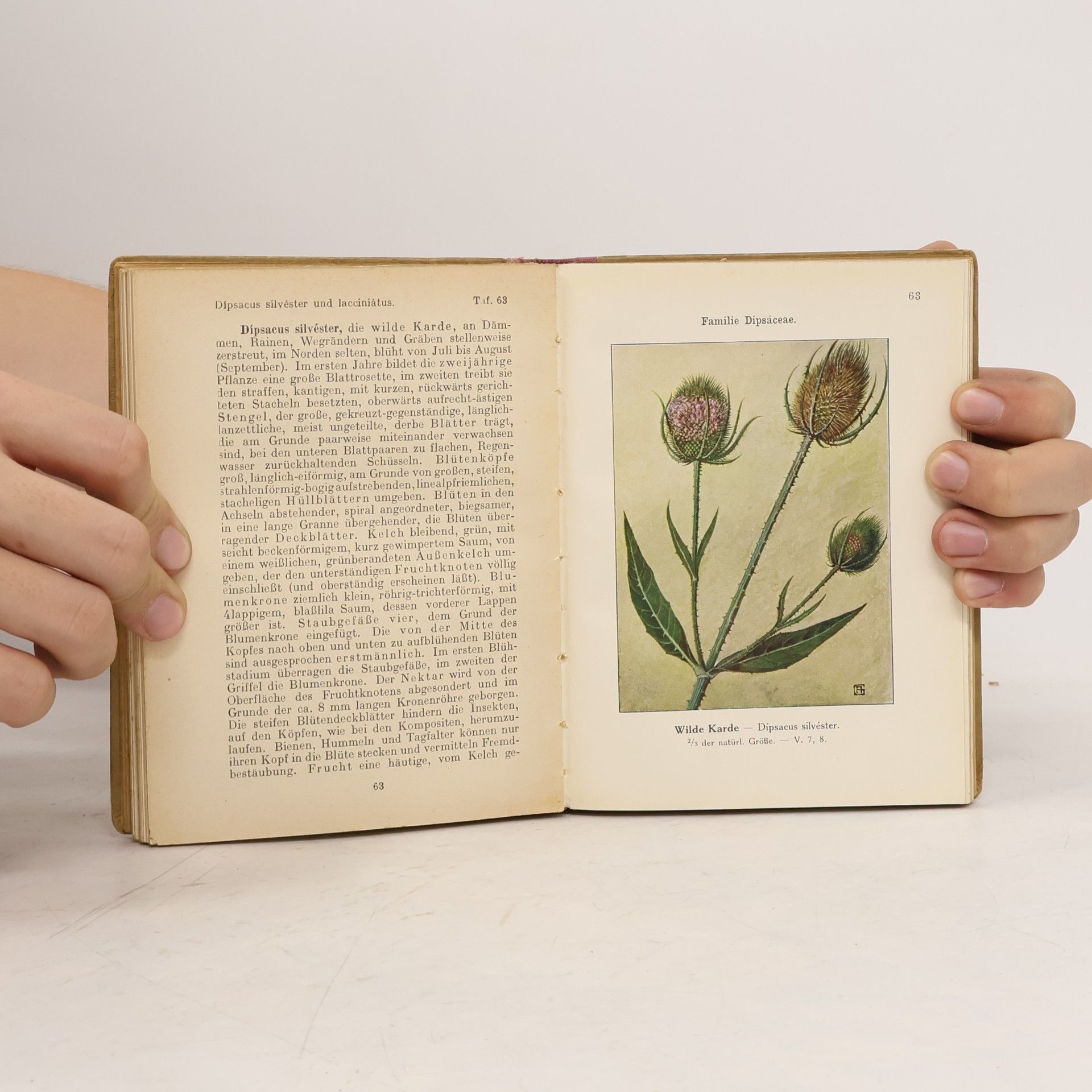 Ludwig Klein Sammlung Naturwissenschaftlicher Taschenbücher VII. Unsere Unkräuter