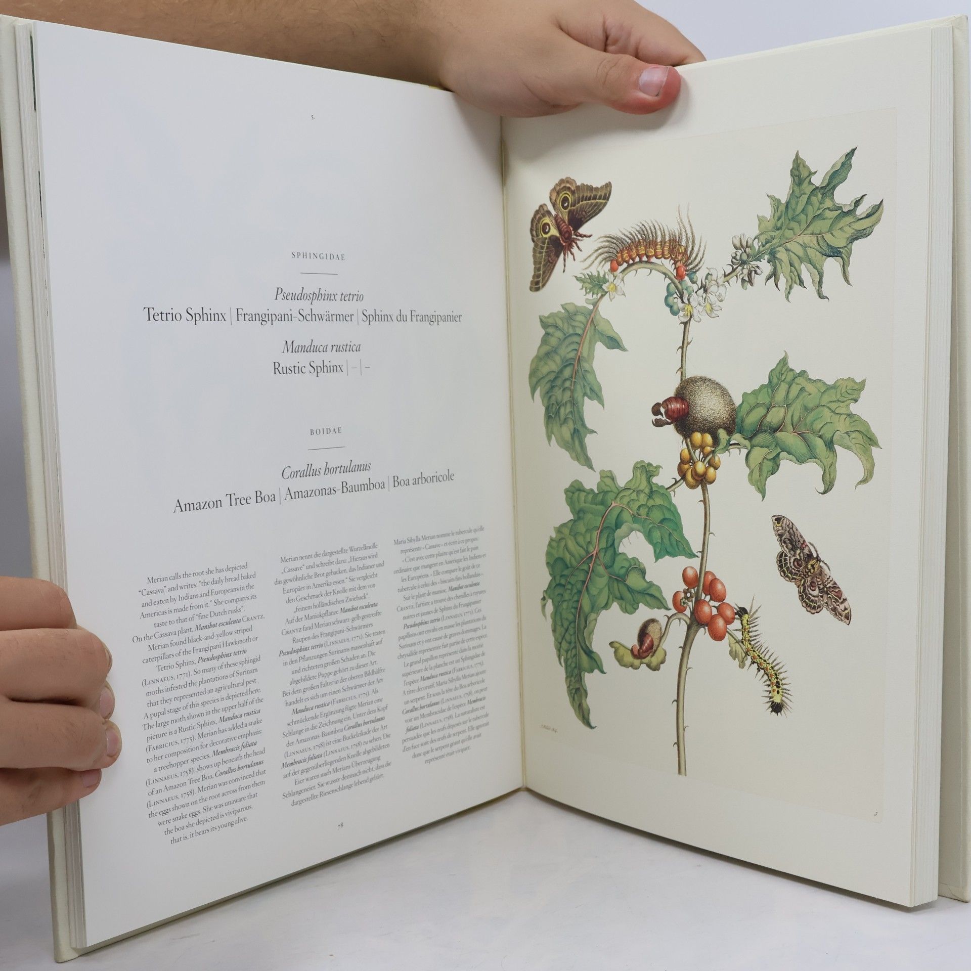 Maria Sibylla Merian Insects of Surinam