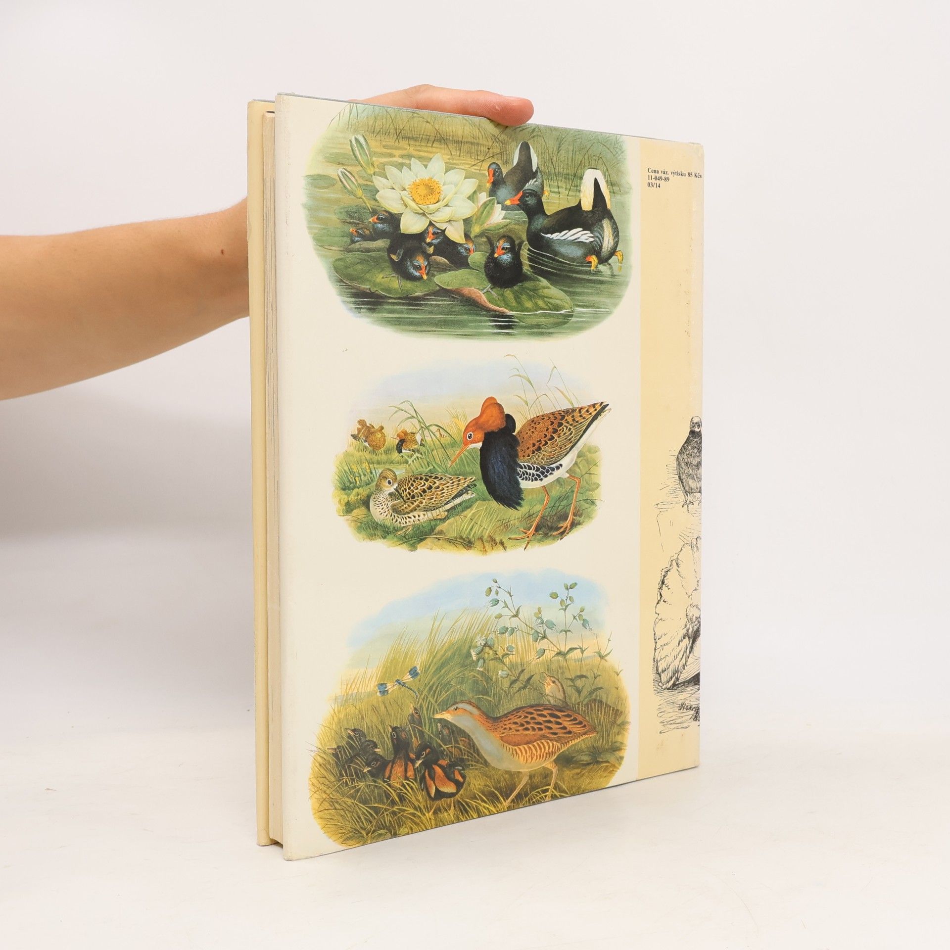 Charles Darwin Darwinův původ druhů v ilustracích
